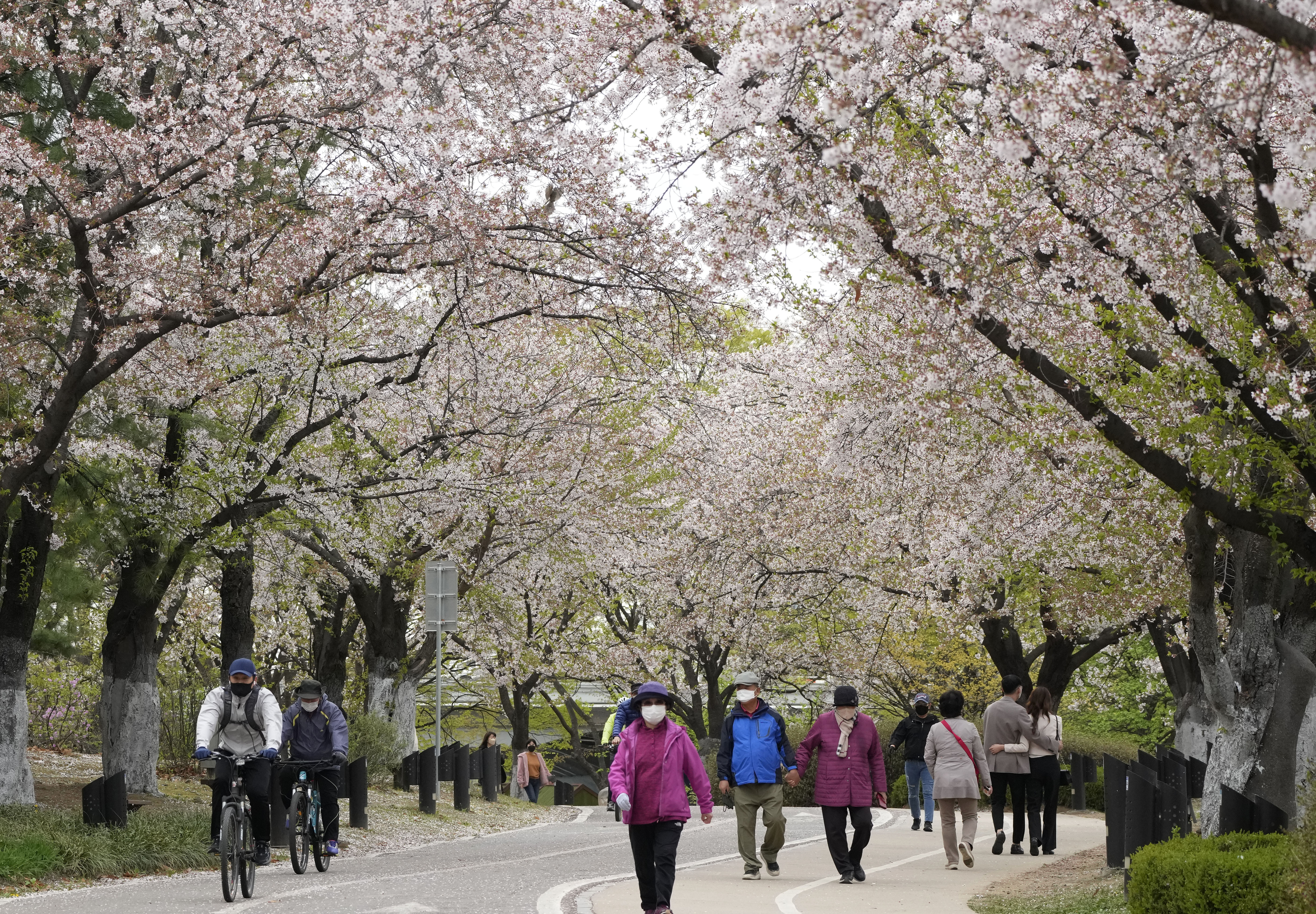 South Koreans walk beneath cherry blossoms in Goyang, South Korea.