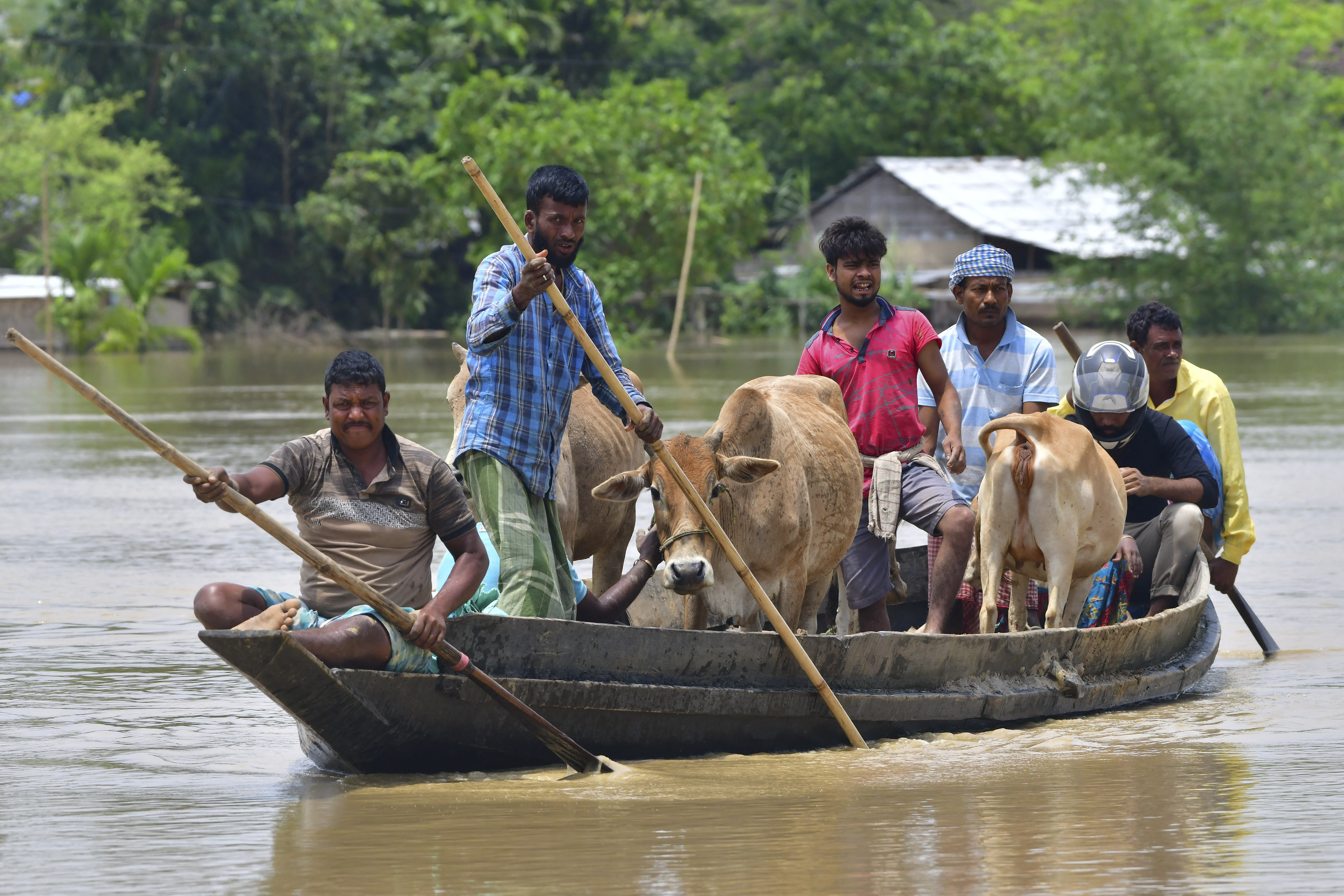 Villagers travel with their cattle on a boat through a flooded area after heavy rains in Nagaon district, Assam