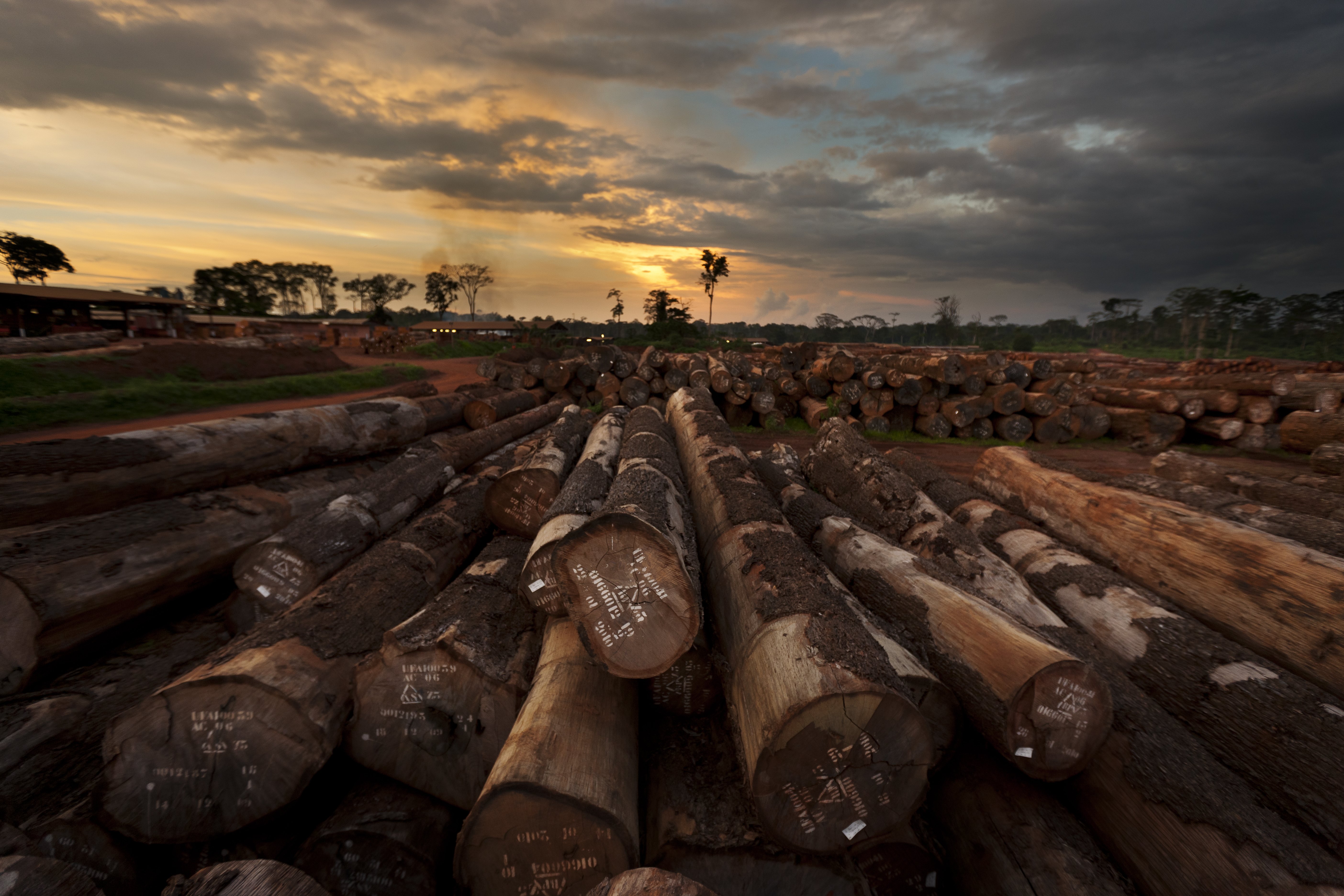 Logs are seen in Cameroon