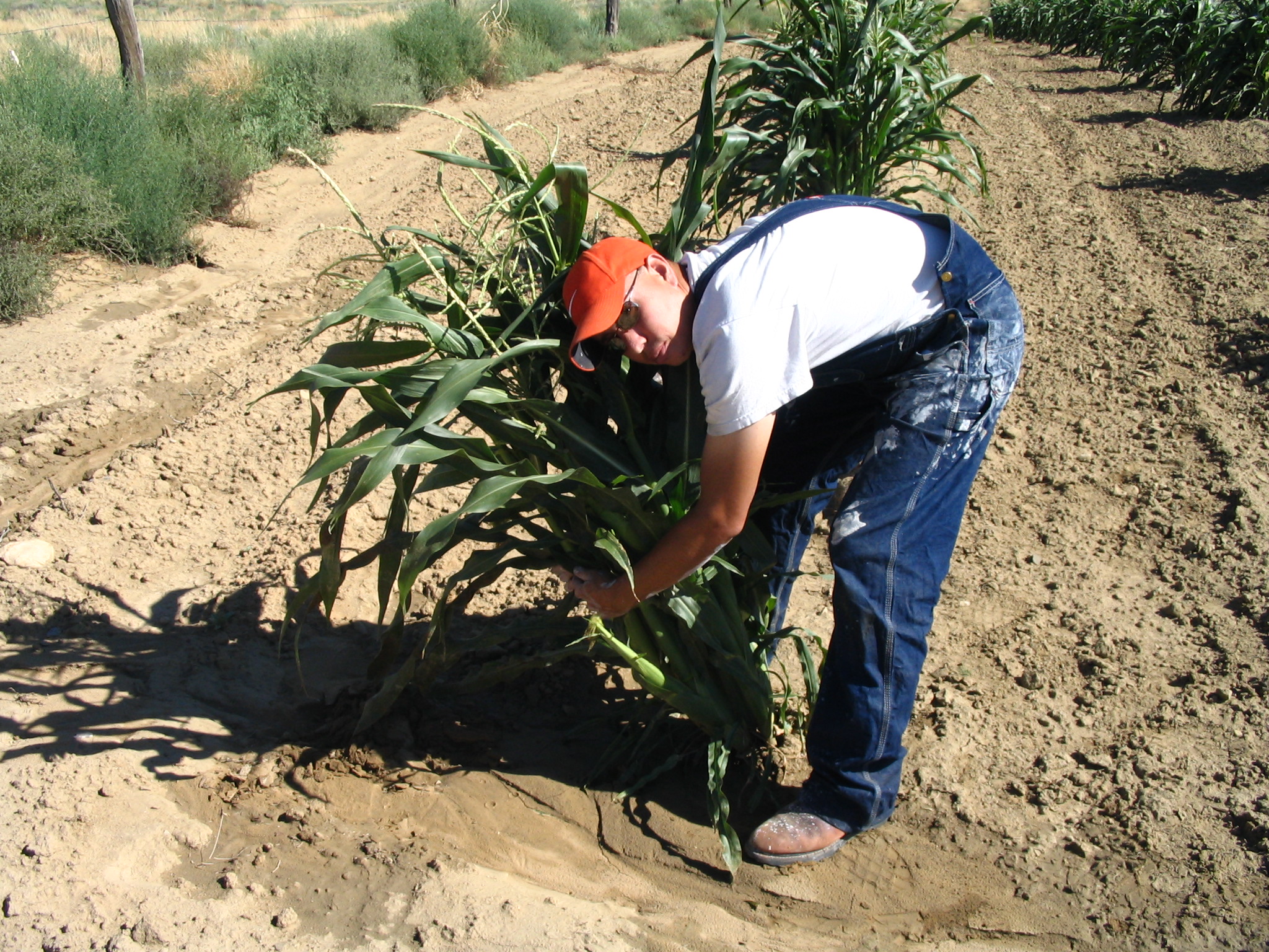 A Hopi farmer picks a corn bundle