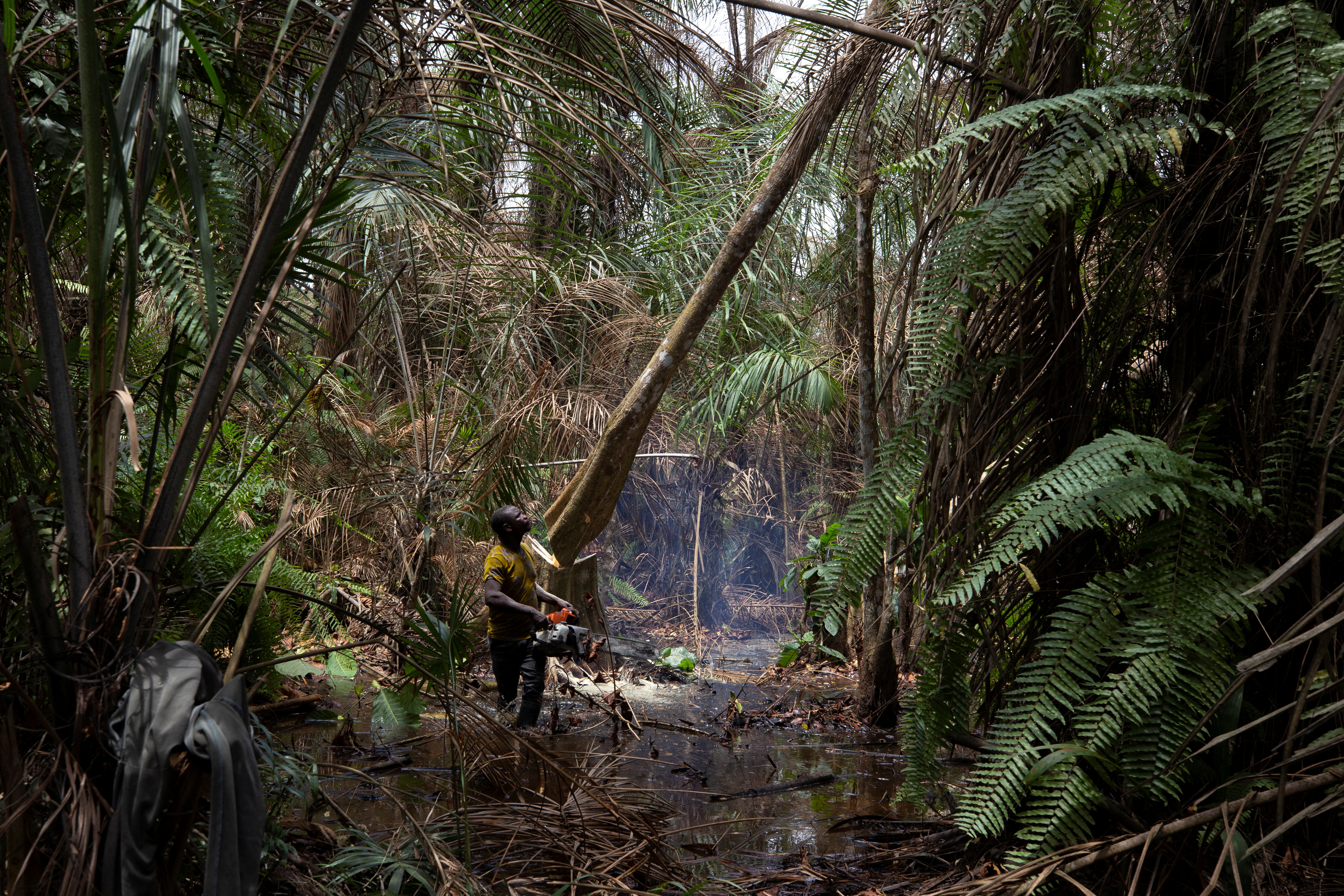 Logger, Komiyo Ikuejamoye, fells a tree with a chainsaw in Ipare