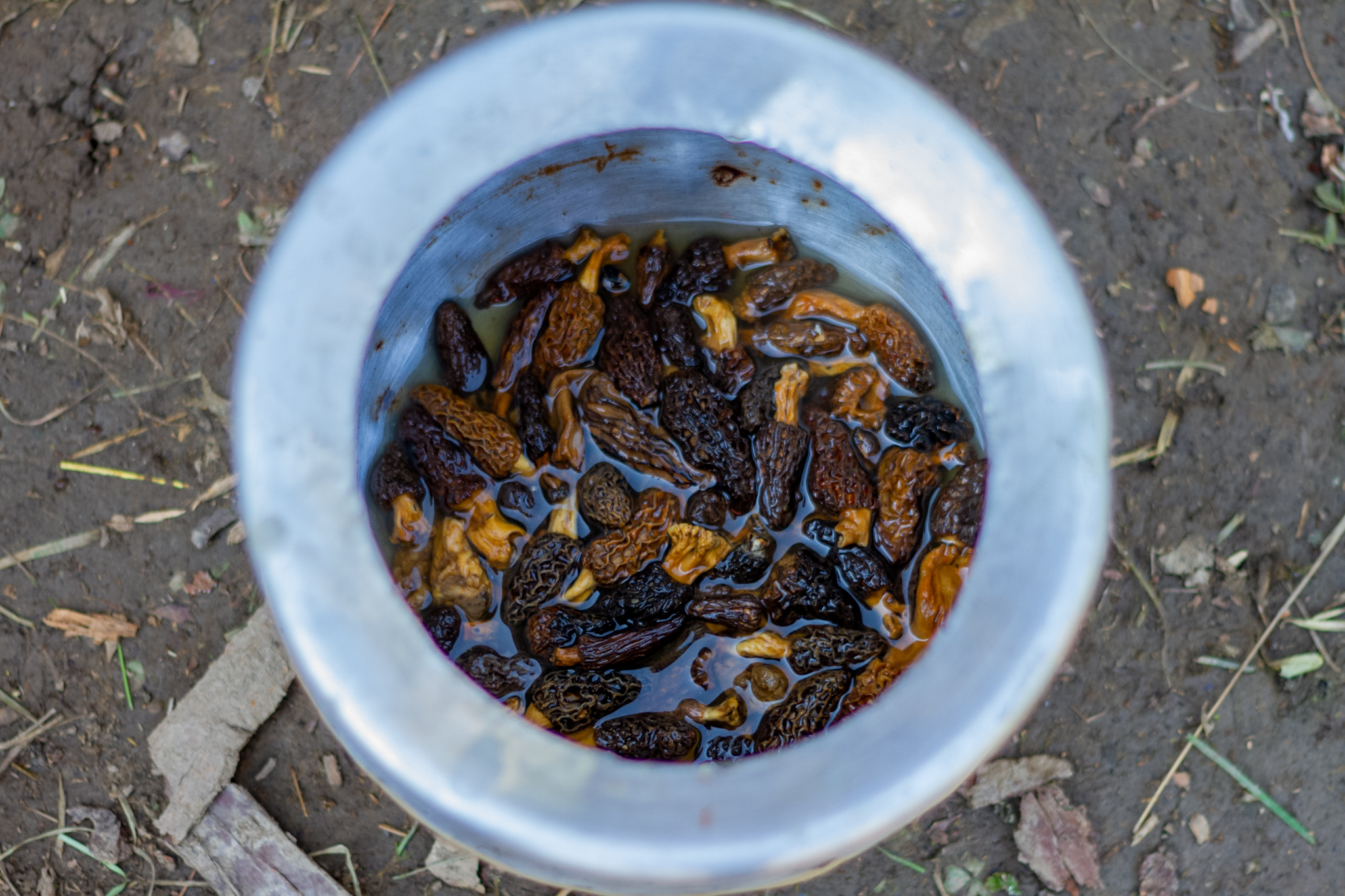 An overhead shot of a pot full of morel mushrooms set aside to soak