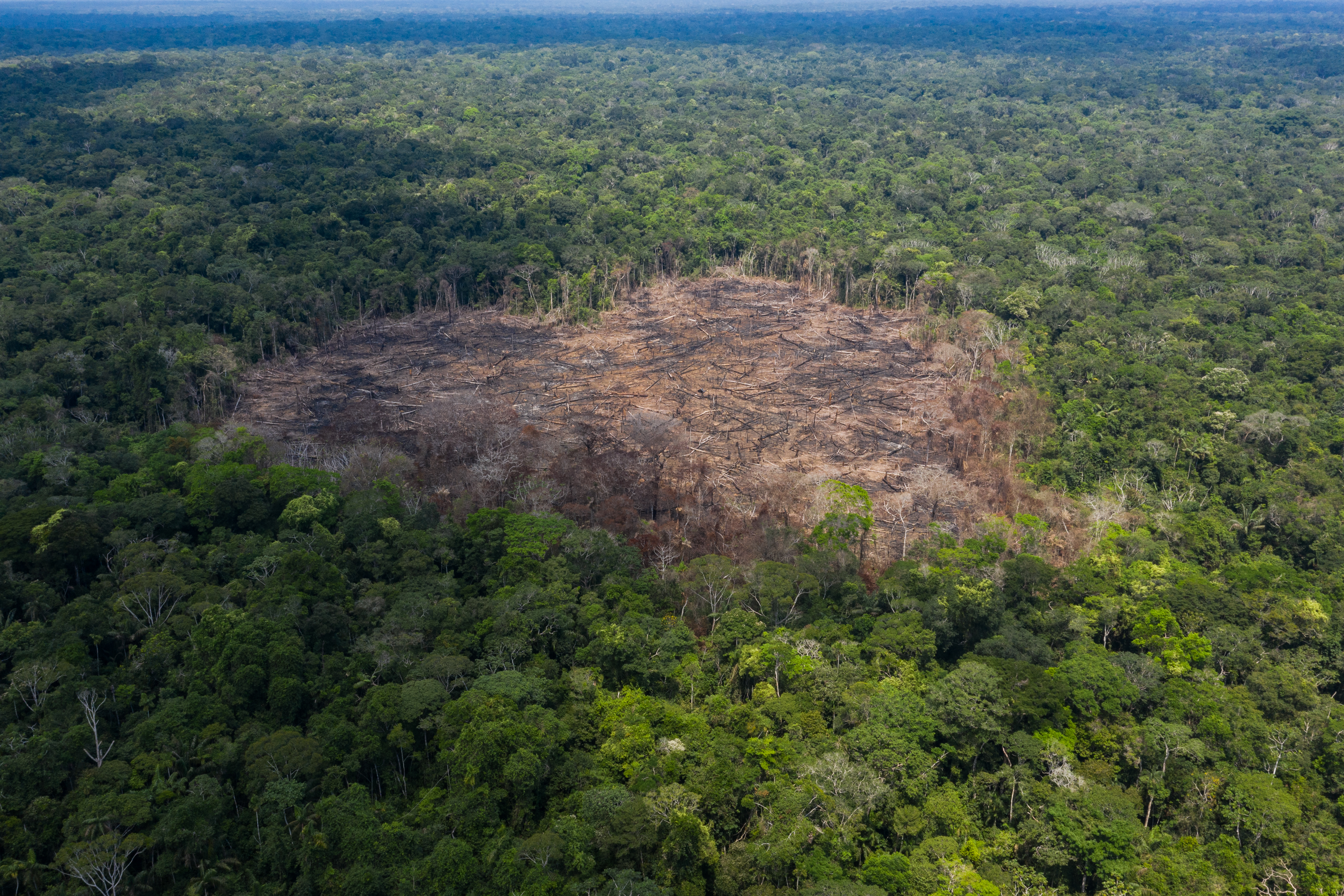 Deforestation in Chiribiquete national park, Colombia
