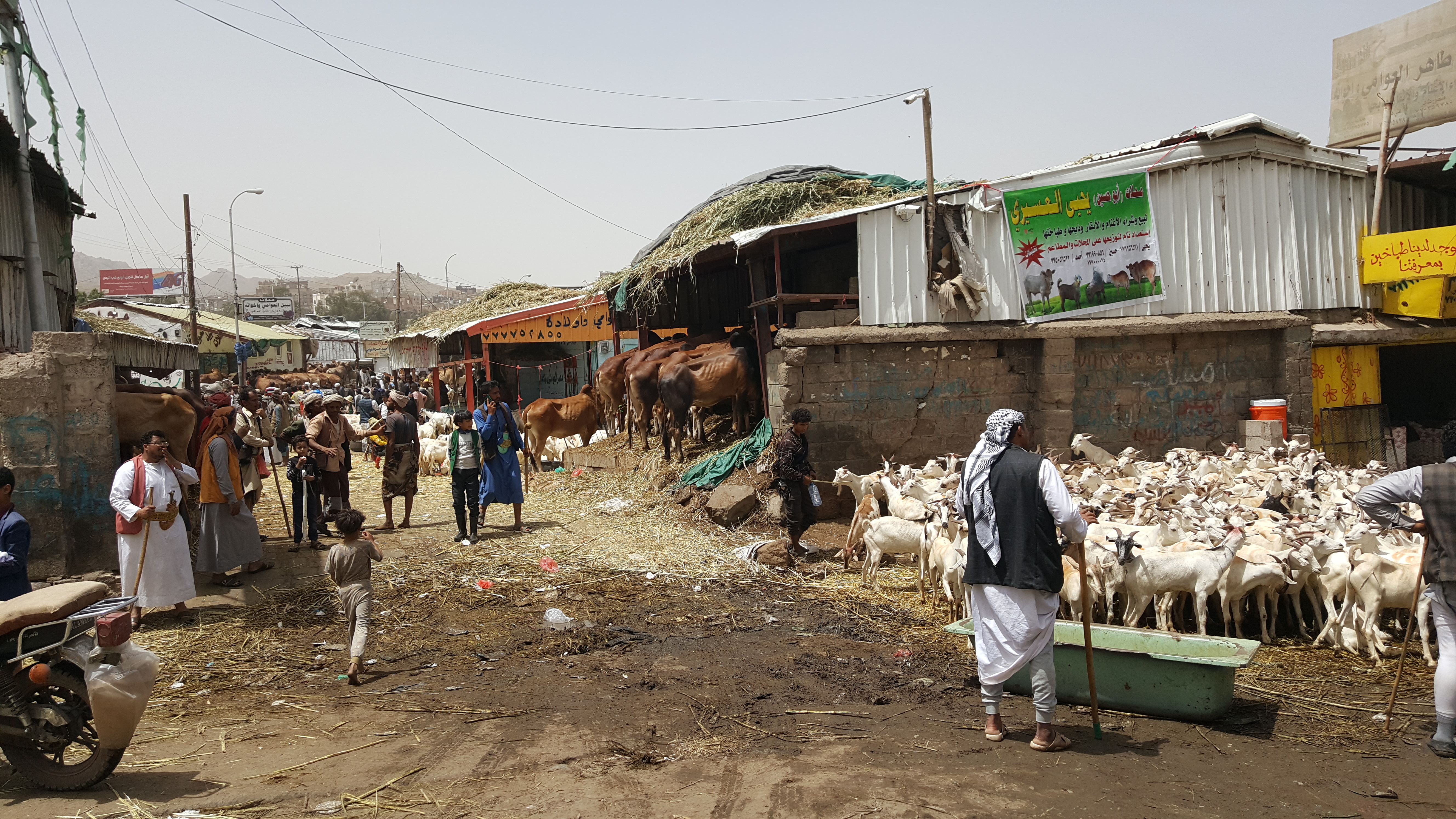 The Nuqum sheep market in Sanaa, Yemen