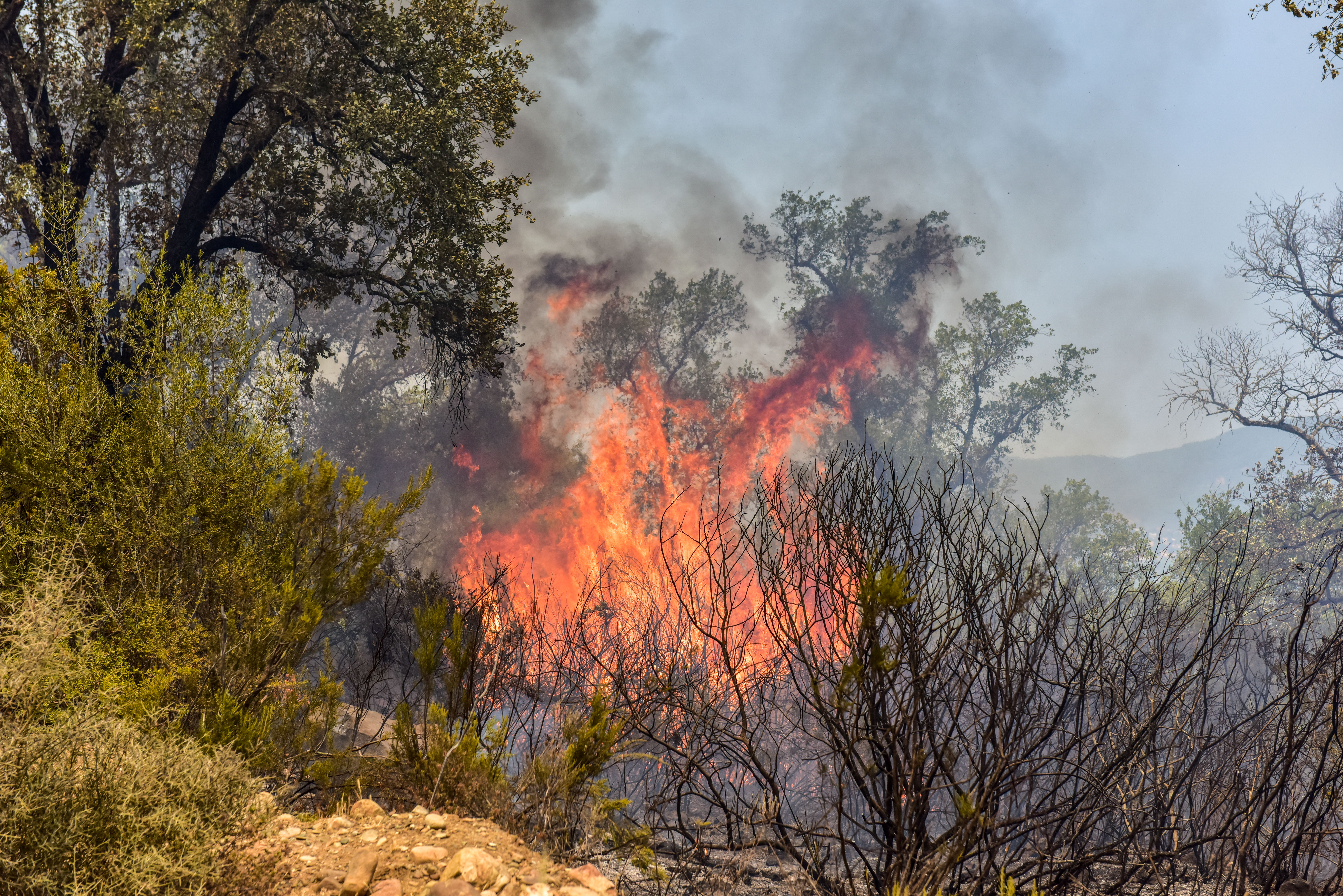 Smoke and flames rise as the forest burns in Rabat