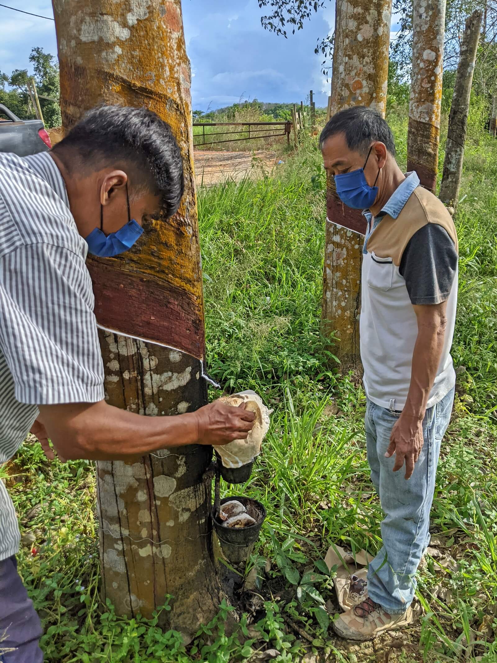 Sia Beng Hock (right) and a worker check a rubber tree for latex in their plantation in Kelantan