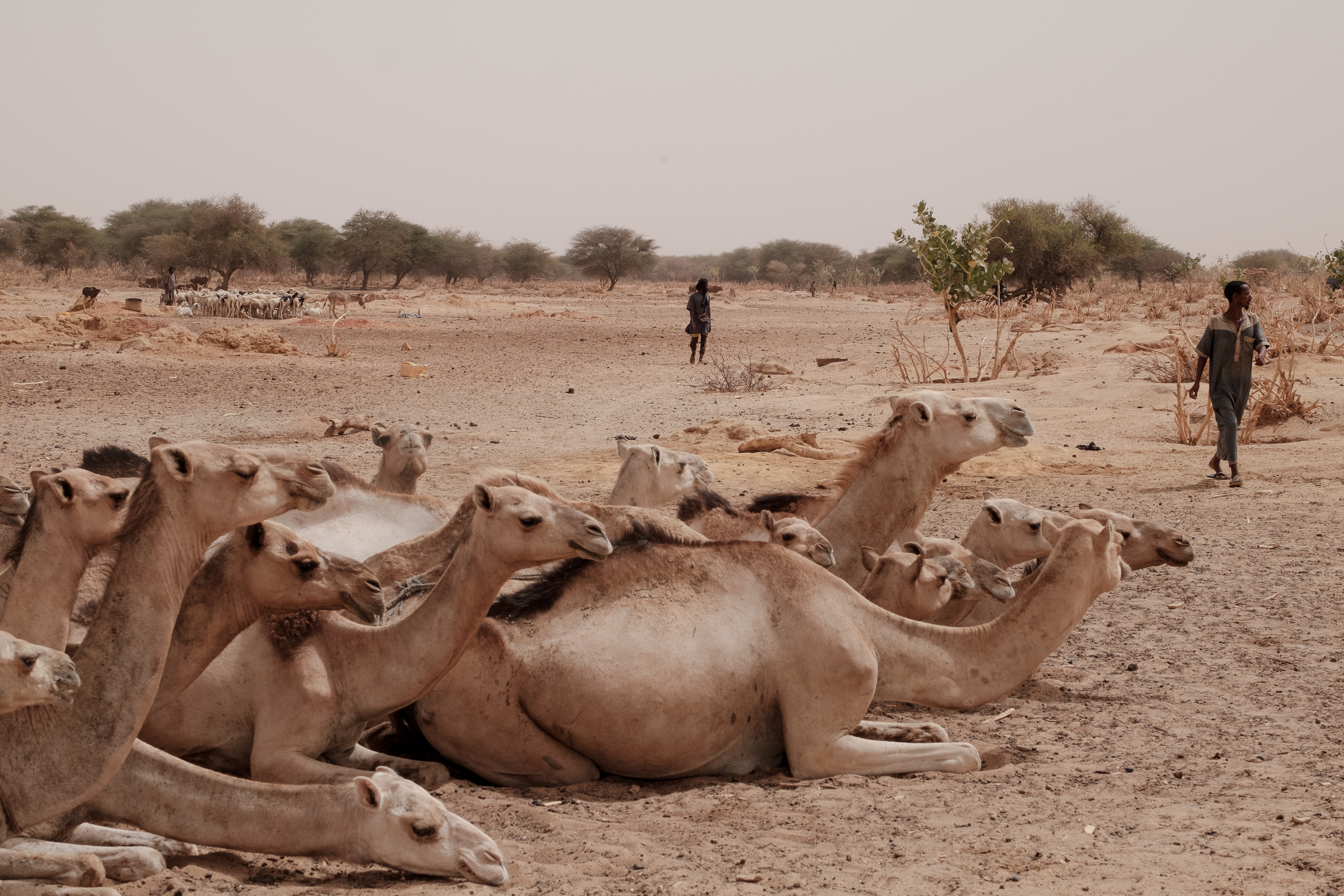 A herd of camels sit on a dried river bed