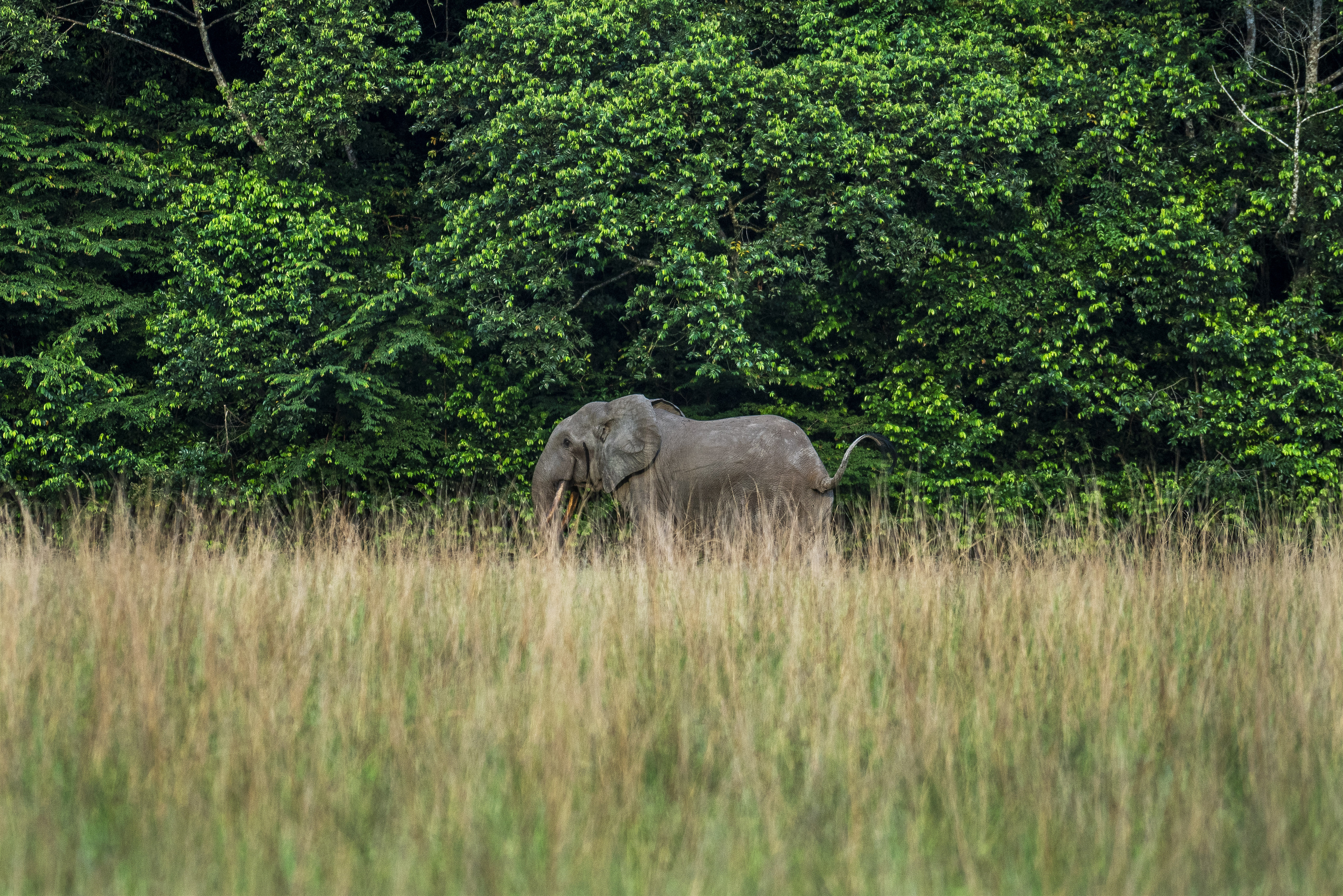 A rare forest elephant is photographed in Gabon's Pongara National Park forest