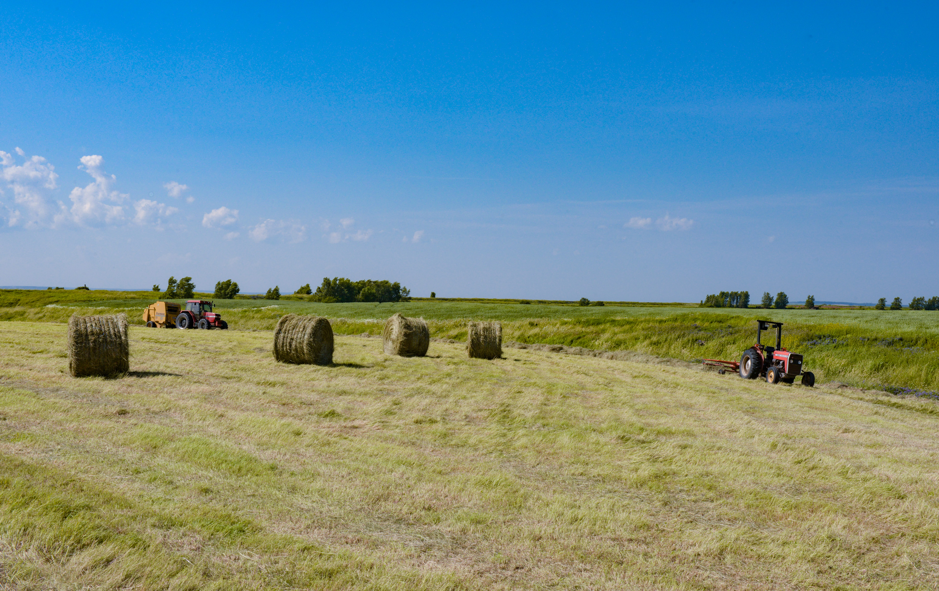 Hay bales on farmland along the Chignecto Isthmus in Nova Scotia, Canada.