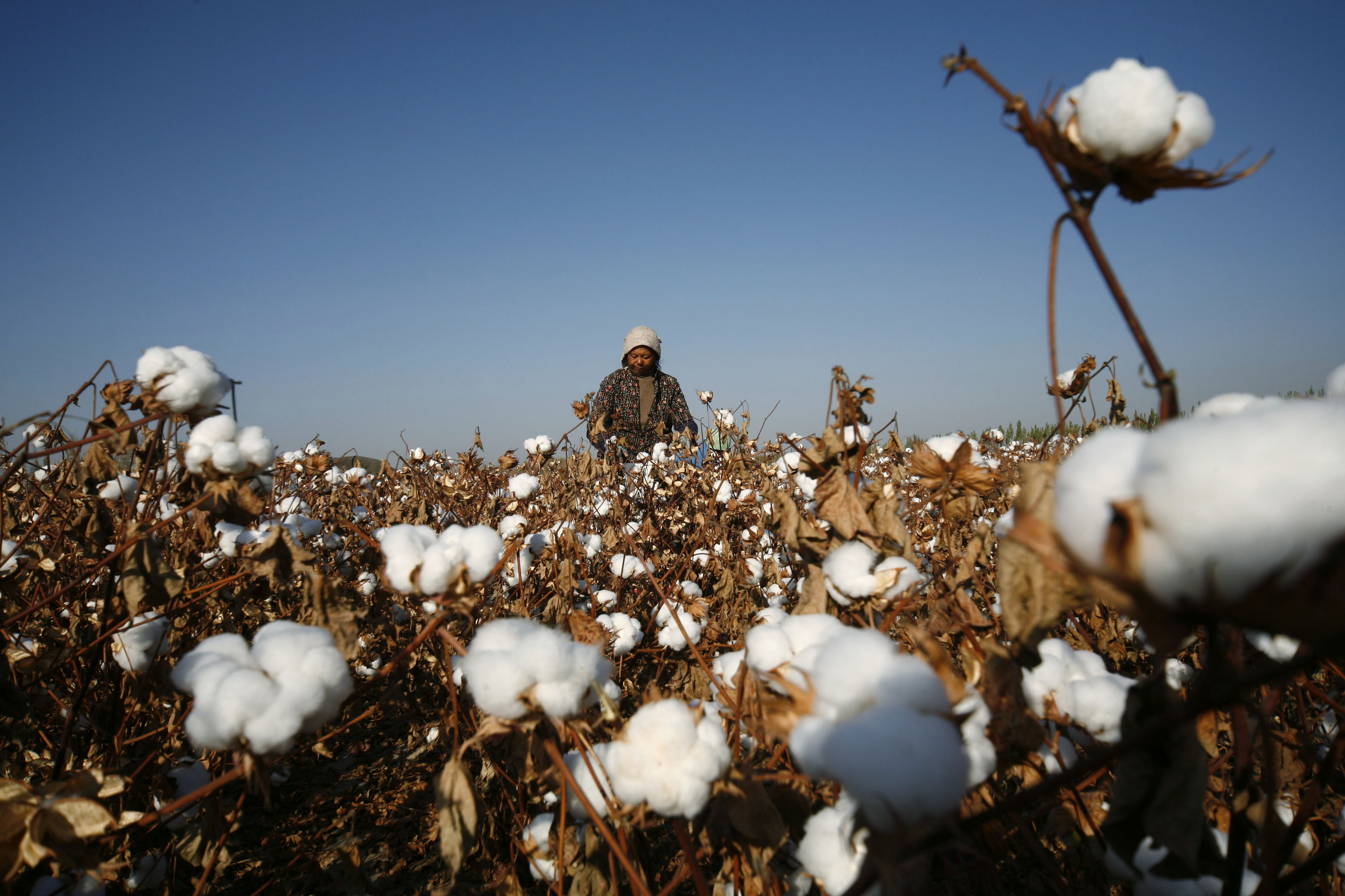Xinjiang cotton