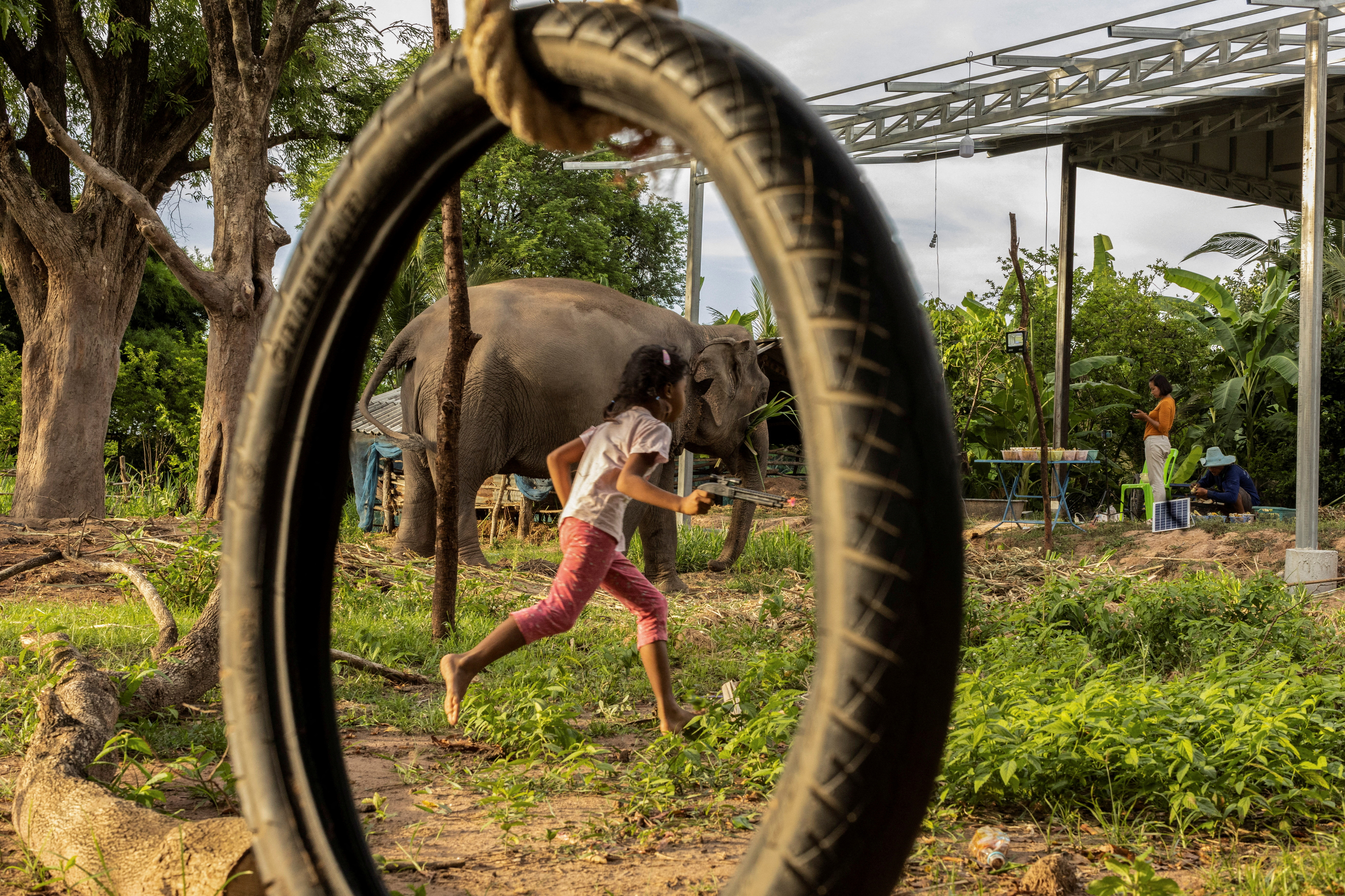 Thailand elephants