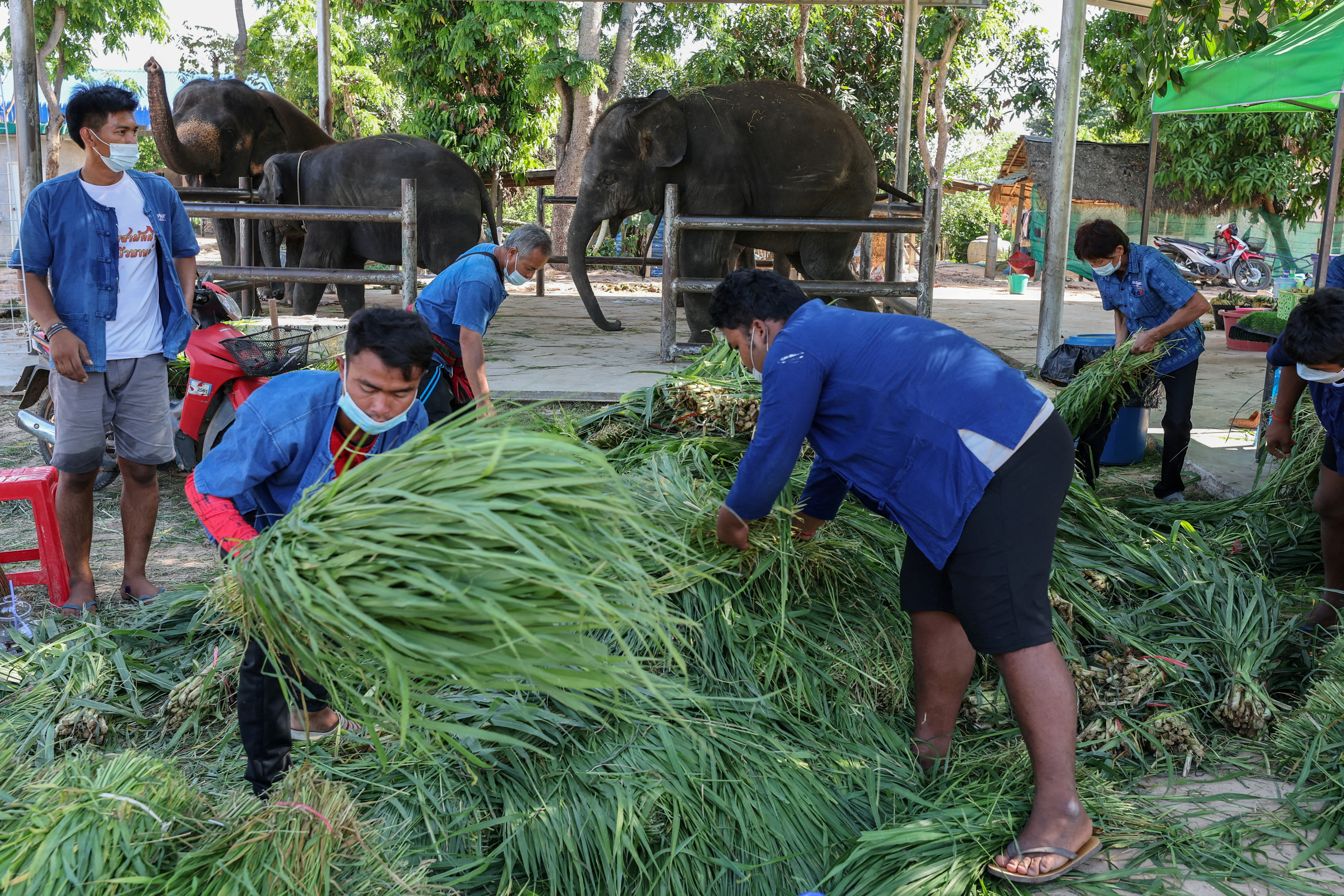 Thailand elephants