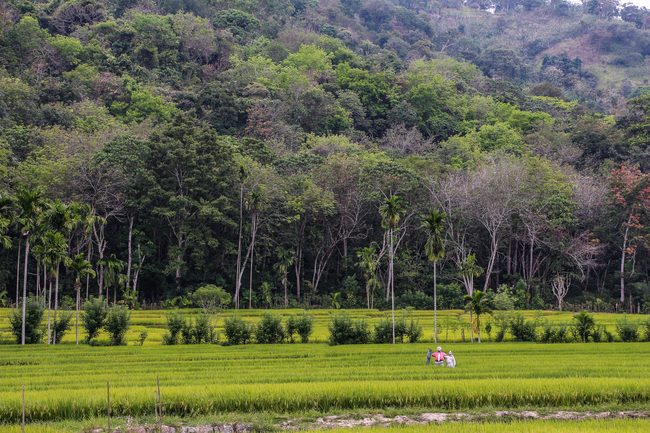 A photo of lush green fields with trees in the background