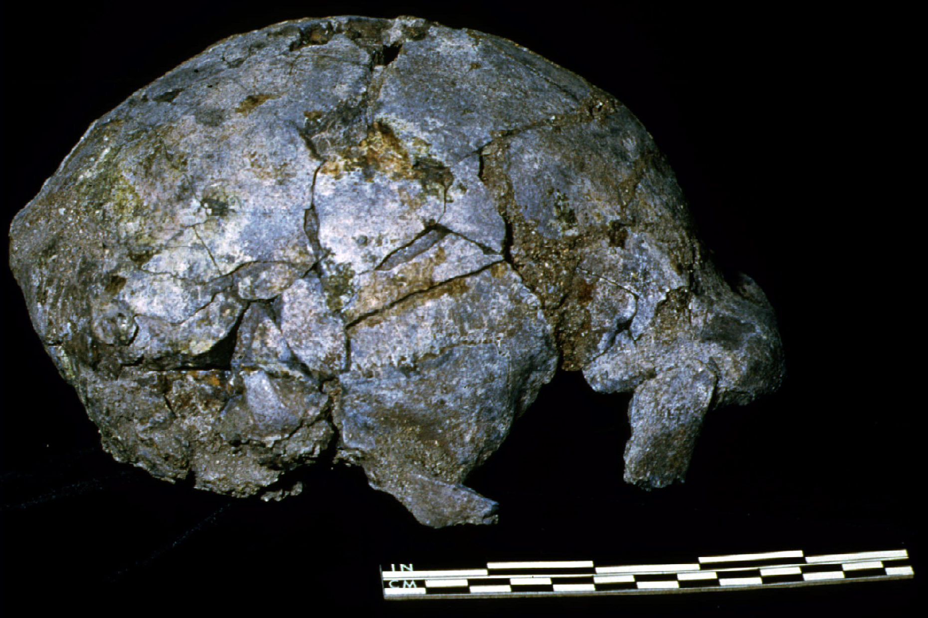The fossilised skull of one of man's earliest ancestors who lived in Java between 1.1 and 1.2 million years ago. The skull was discovered by American professor Don Tyler of the University of Idaho and Indonesian professor Sastrohamijoyo Sartono of the Bandung Institute of Technology . It was seen as one of the most spectacular finds outside the African continent [File: Reuters]