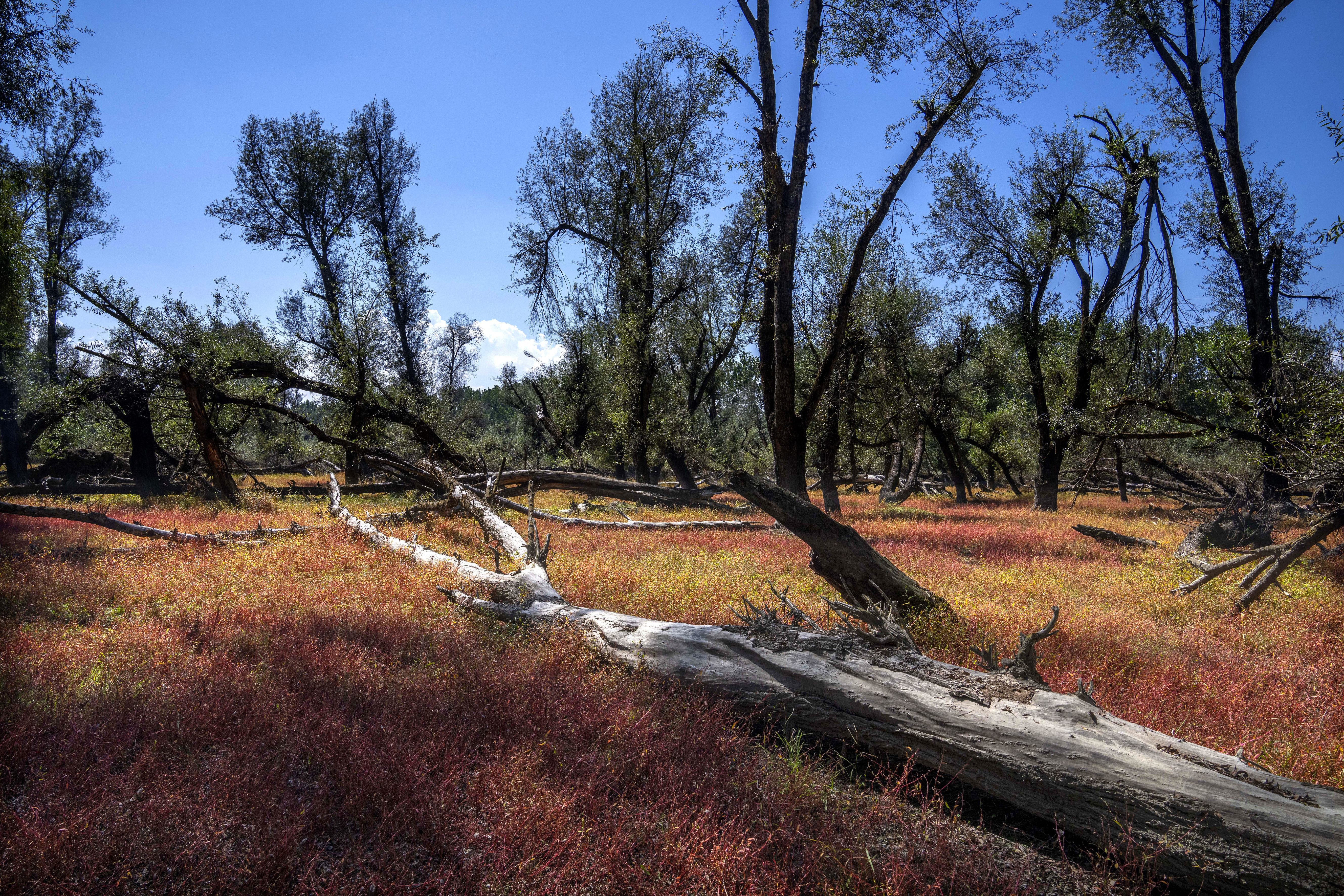 Kashmir Cricket Bats