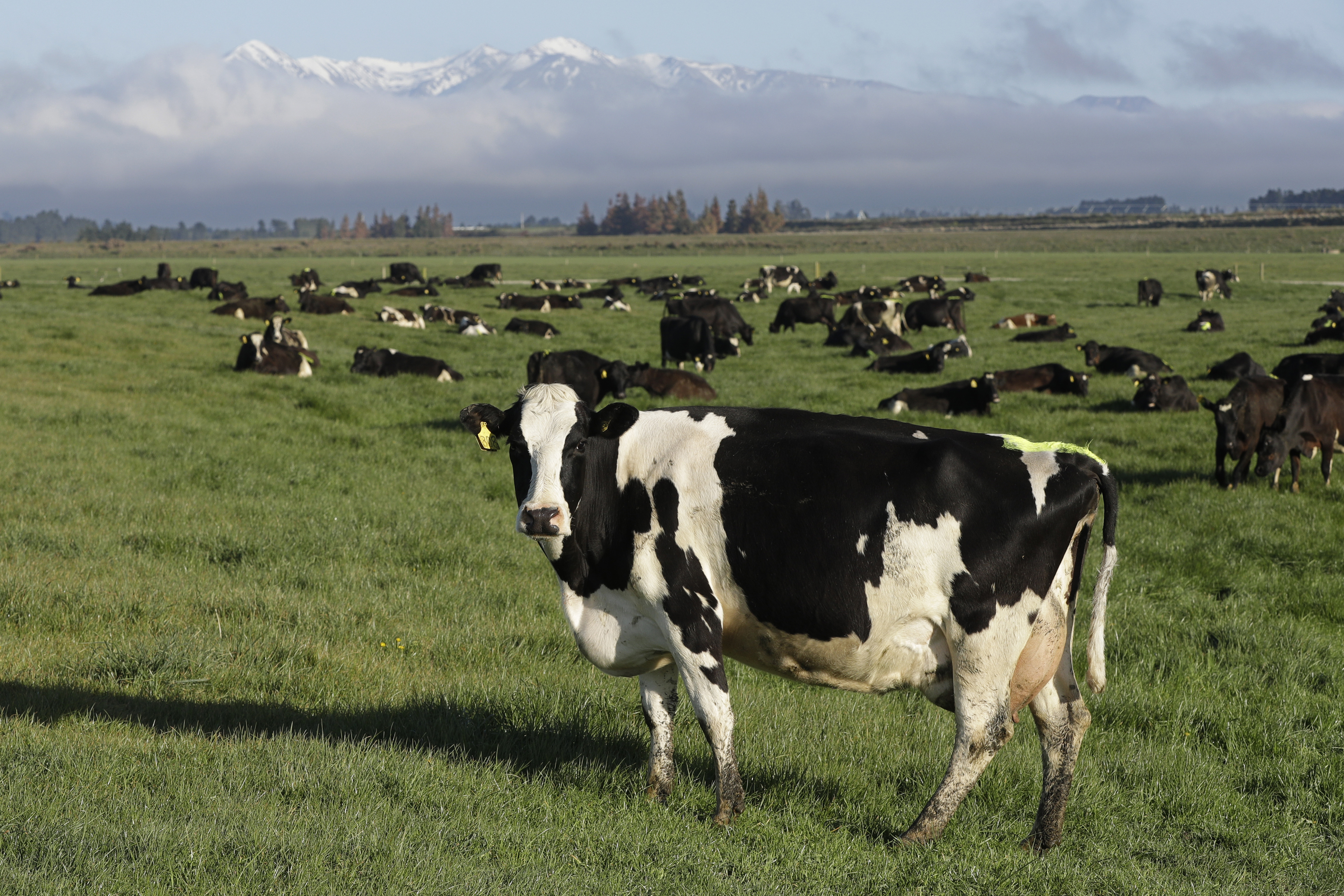 Black and white cattle in a lush, green field with mountains in the background 