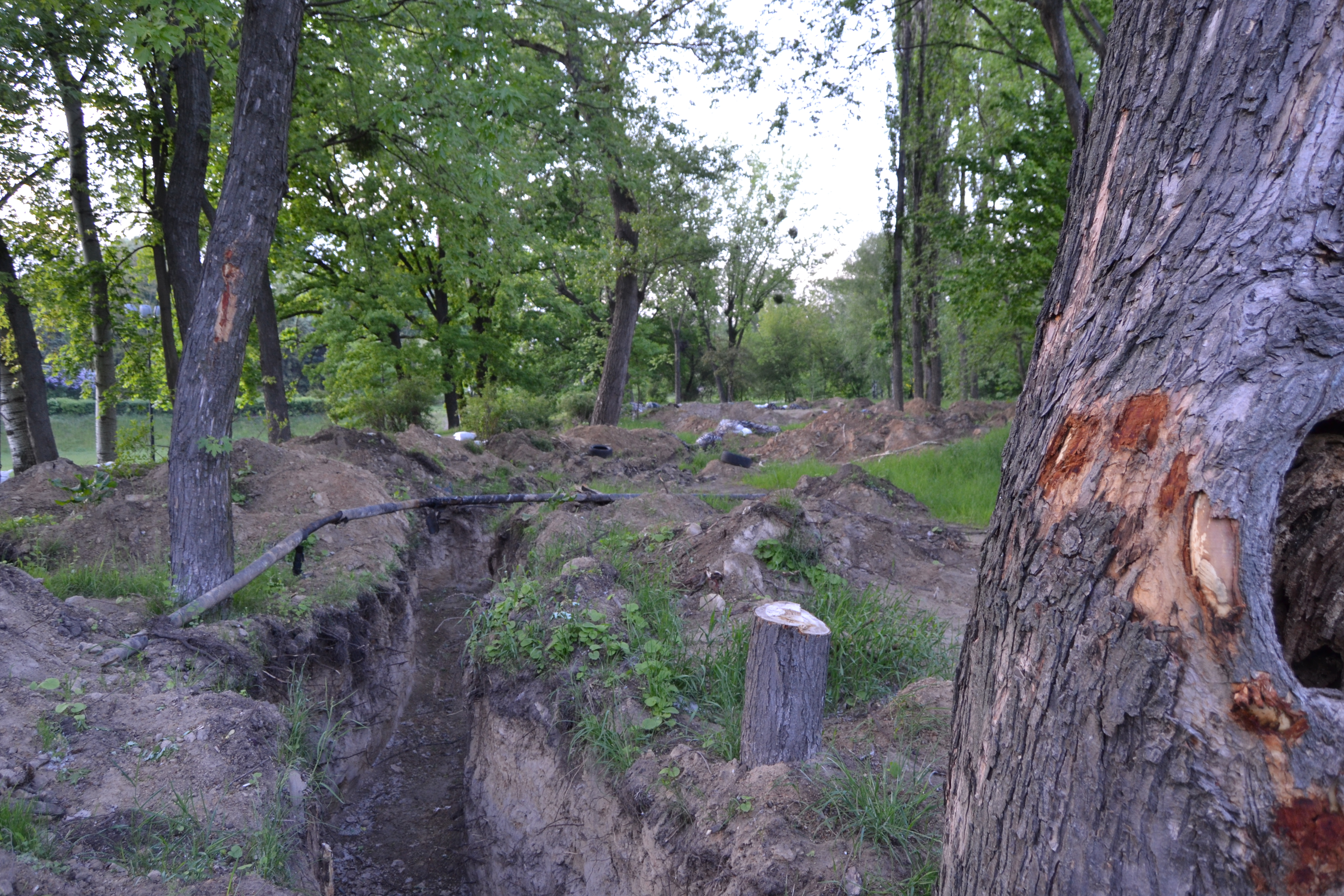 The forest close to Babyn Yar