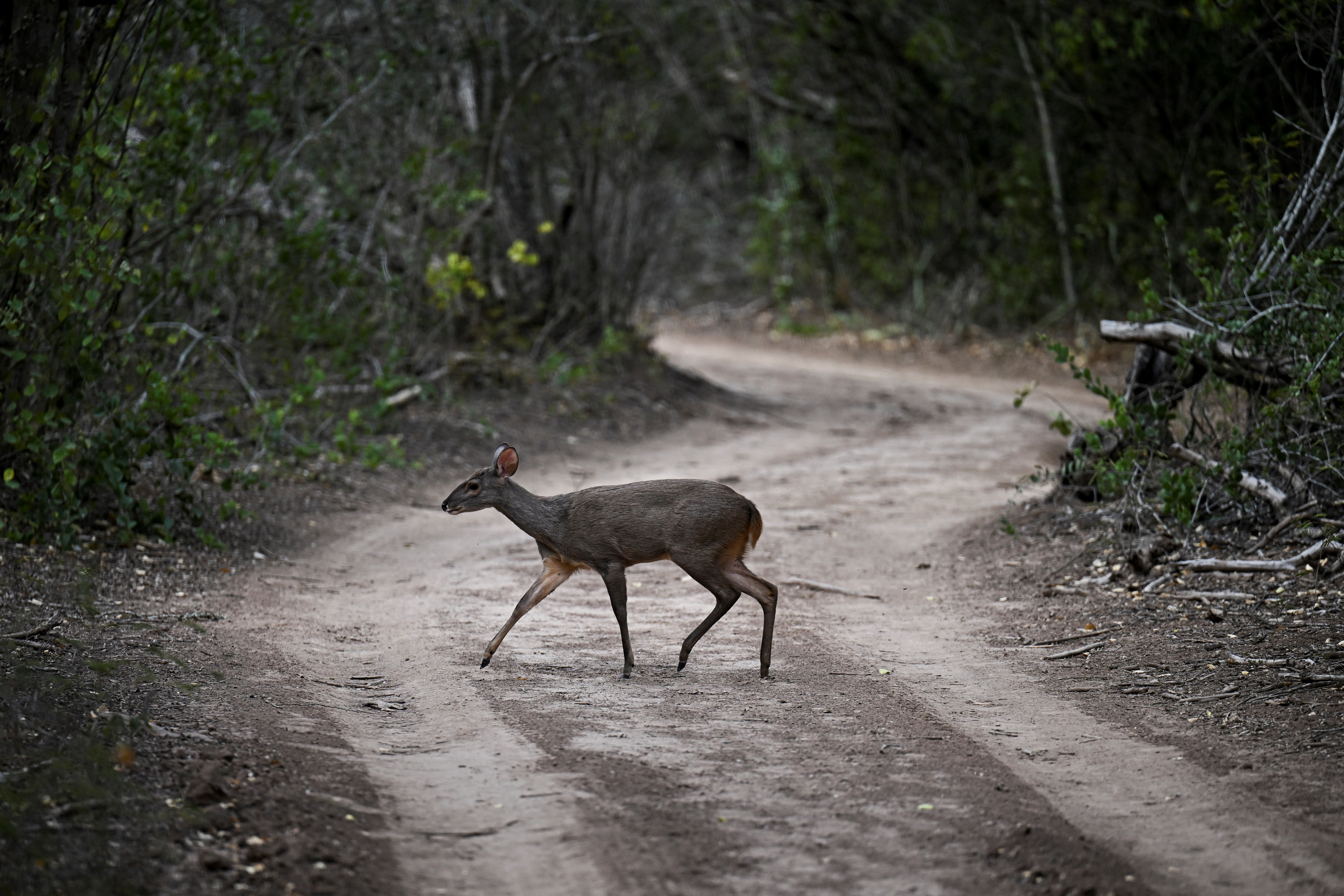 A Brown Brocket (Mazama gouazoubira) crosses a road at El Impenetrable National Park, Chaco province