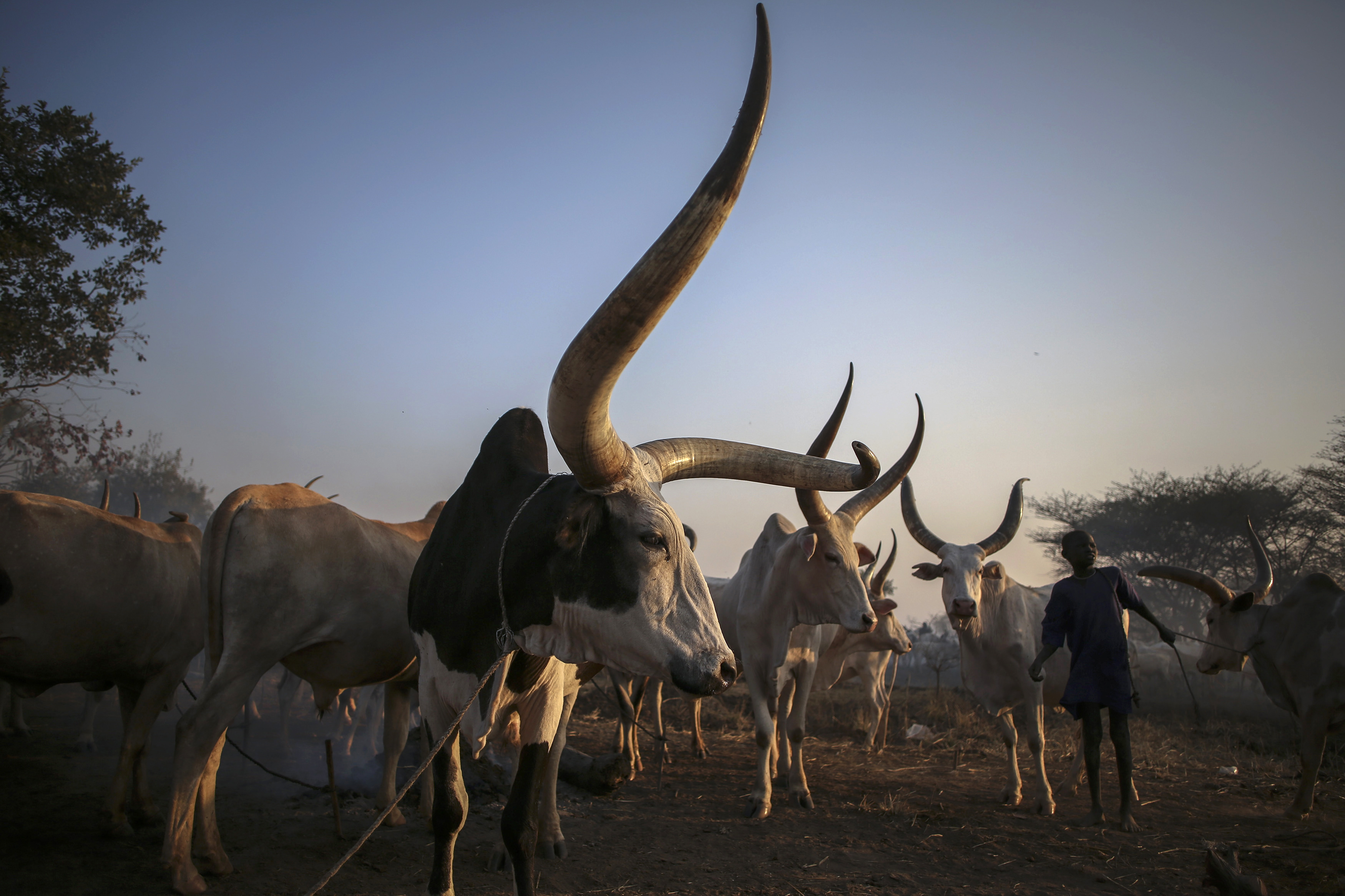 A boy from the Dinka tribe collects his cattle before nightfall at a camp near Rumbek, capital of the Lakes State in central South Sudan December 14, 2013. The Dinka are an ethnic group inhabiting part of the Nile basin primarily in South Sudan. The largest ethnic tribe in South Sudan, they are mainly agropastoral people, relying on cattle herding at riverside camps in the dry season and growing millet and other grains in fixed settlements during the rainy season. REUTERS/Goran Tomasevic (SOUTH SUDAN - Tags: SOCIETY ANIMALS ENVIRONMENT)