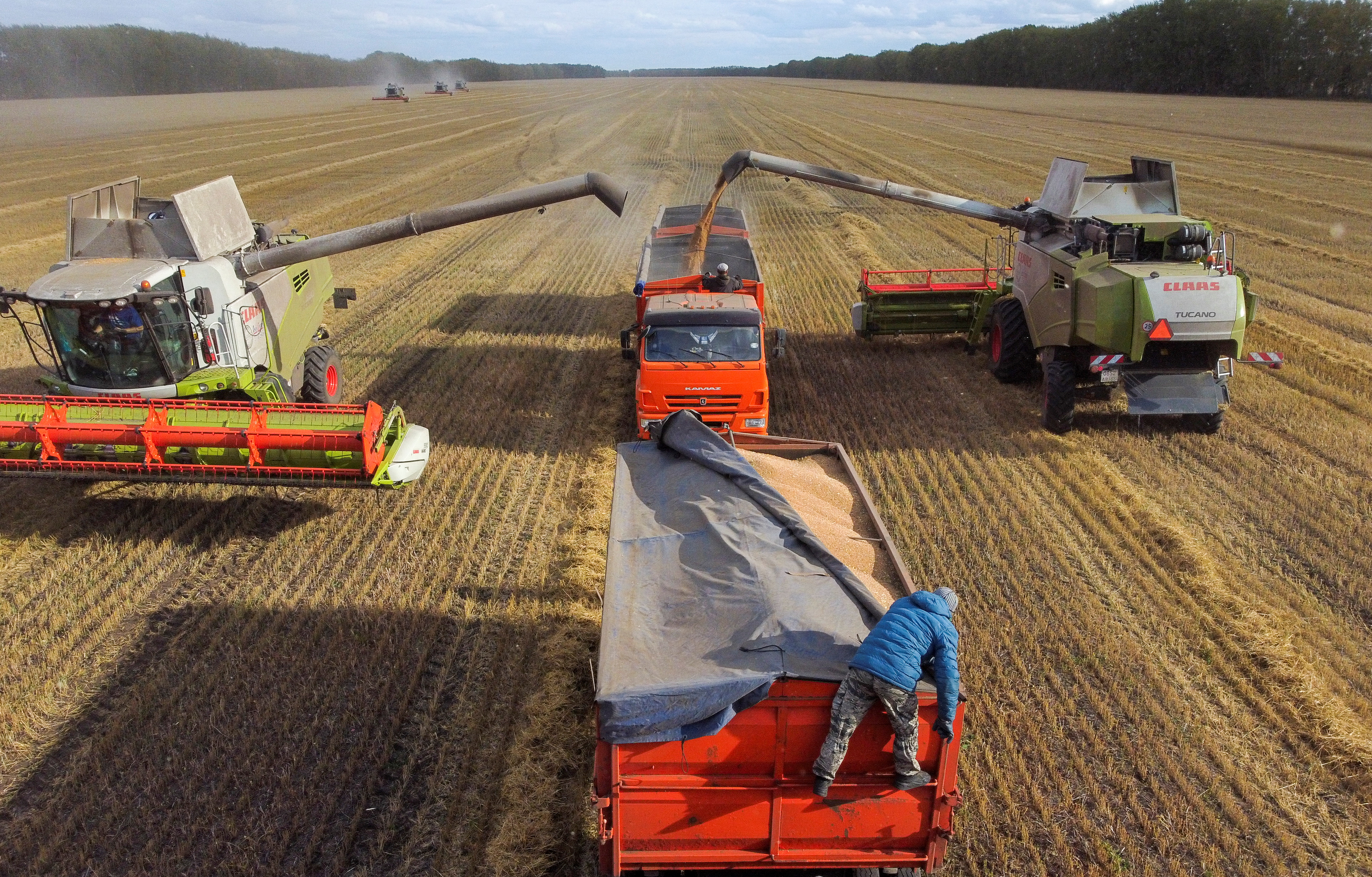 Agricultural workers operate combines and trucks in a field during wheat harvesting near the village of Solyanoye in the Omsk region, Russia September 8, 2022
