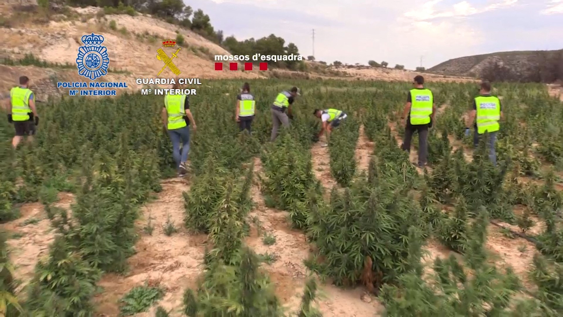 Police officers walk by marijuana fields