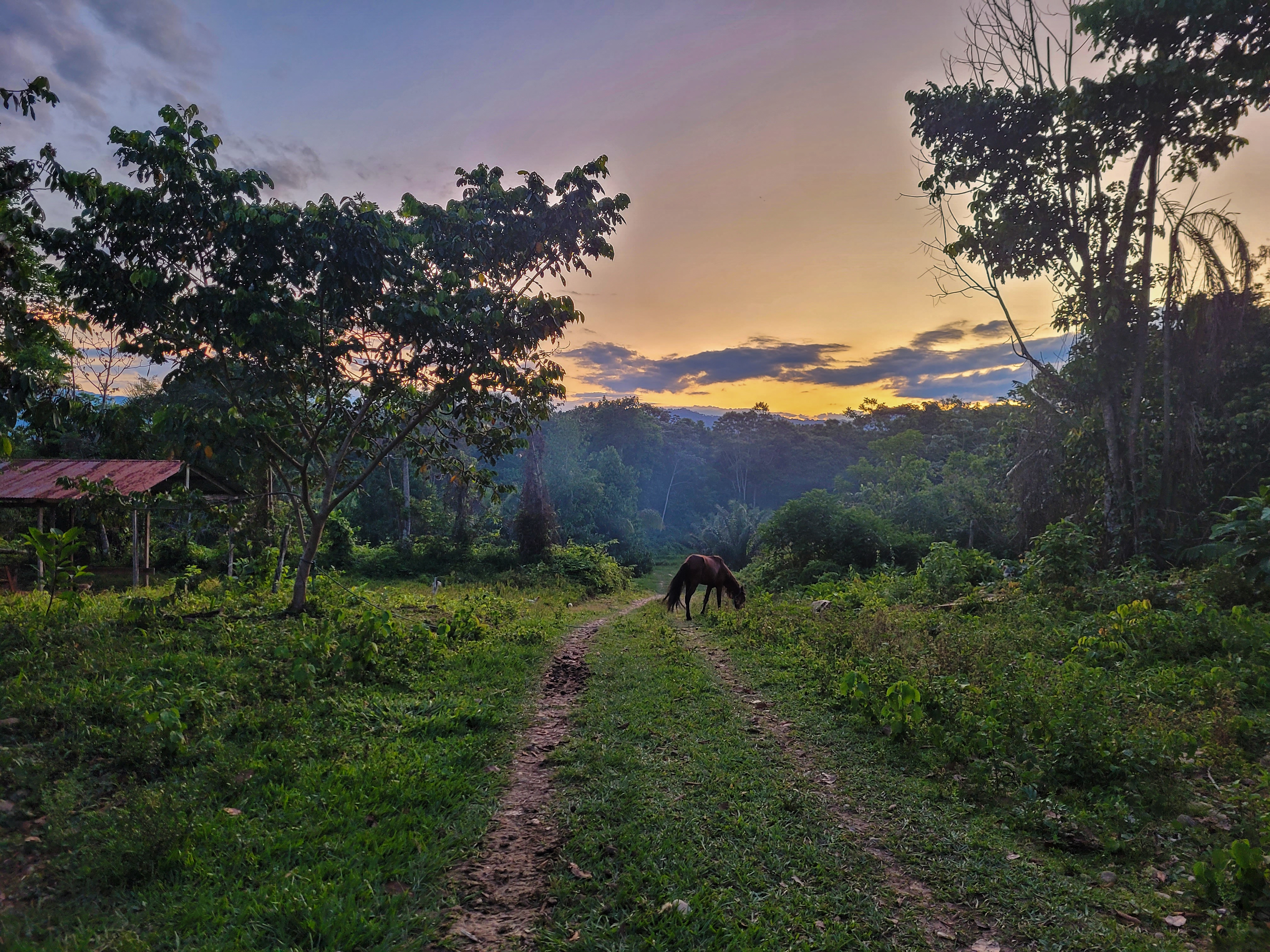 A twilight view of a dirt road in the indigenous community of San Jose de Uchupiamonas inside Bolivia's Madidi National Park