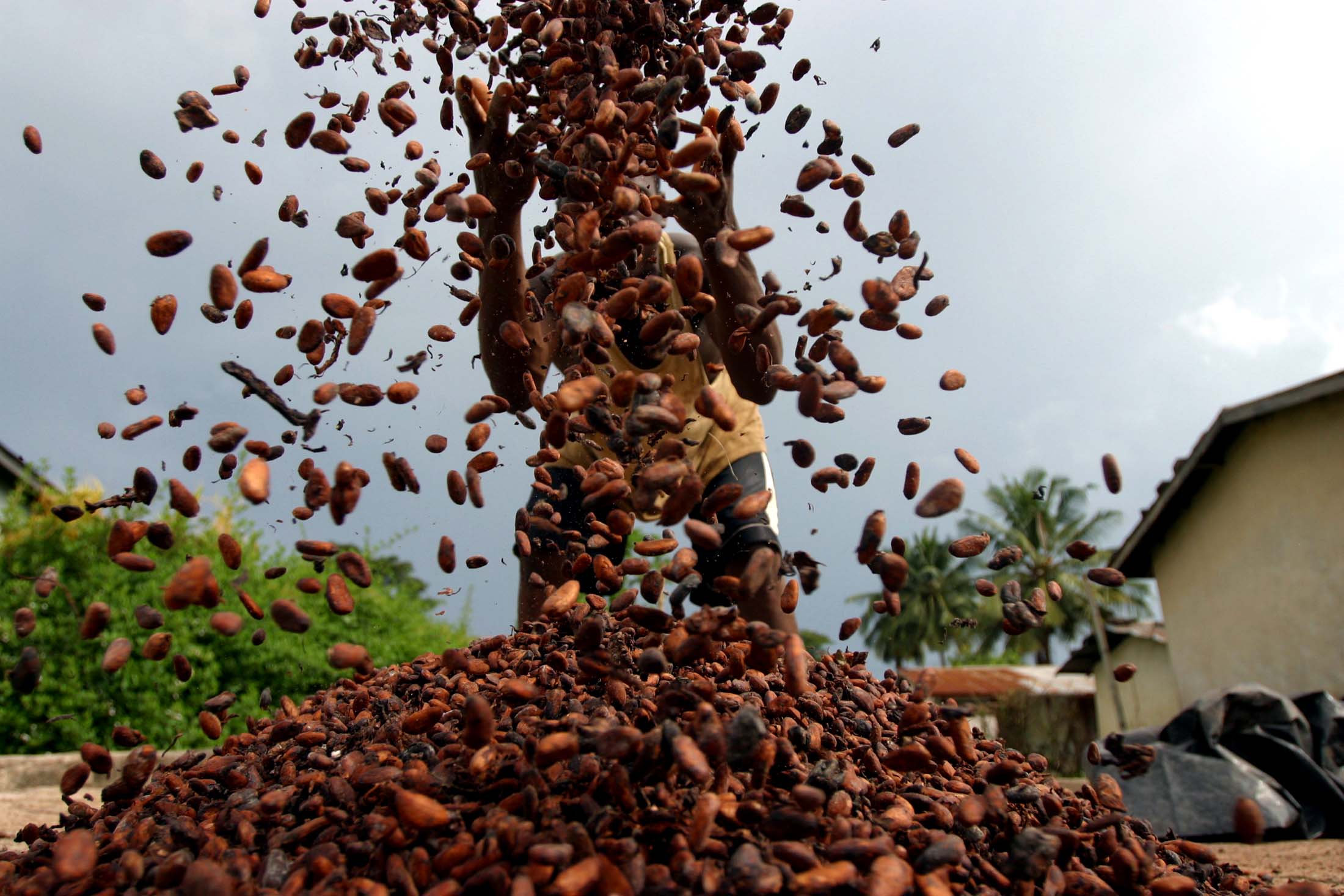 Cocoa farmer in Ivory Coast