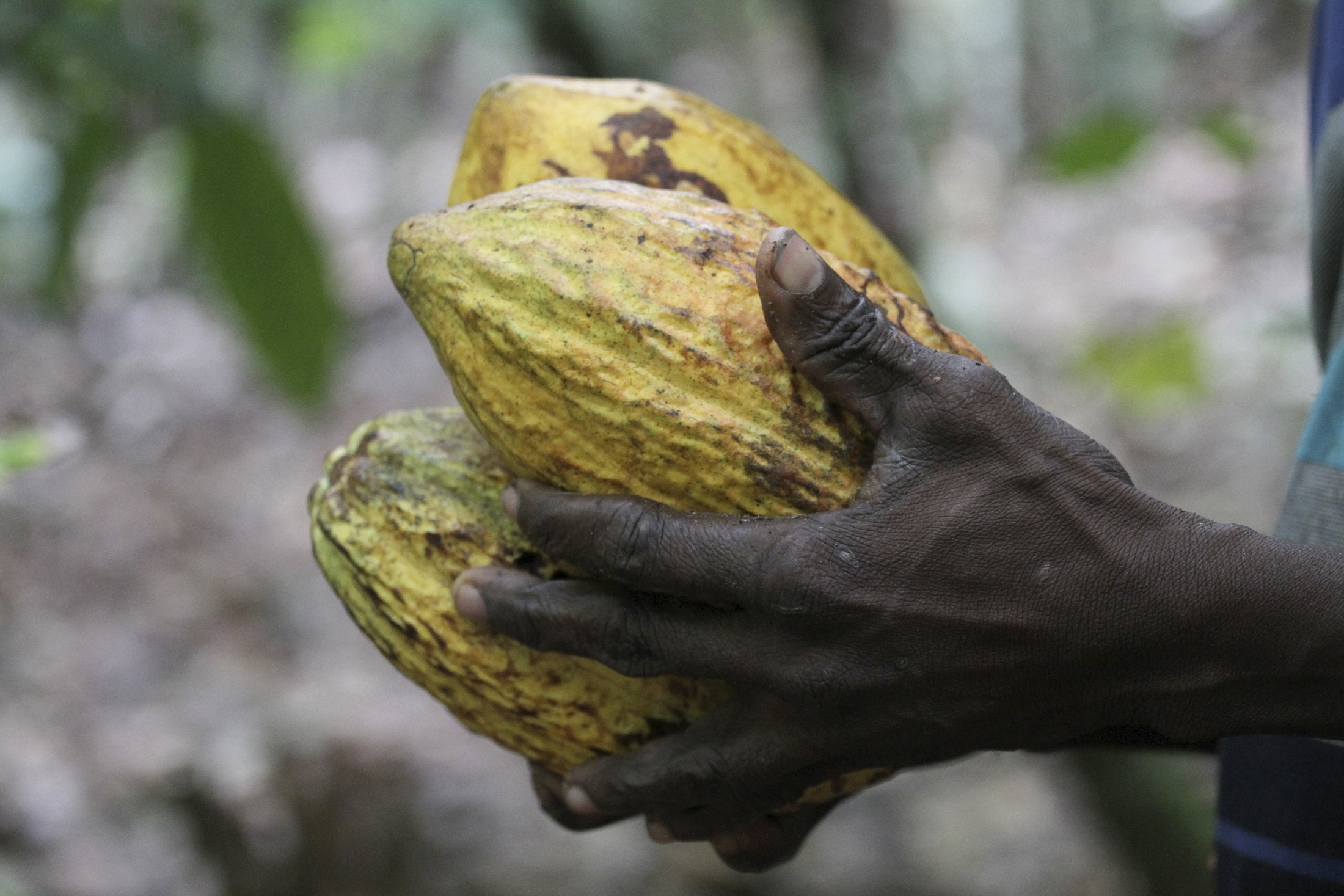 Cocoa farmer in Ivory Coast