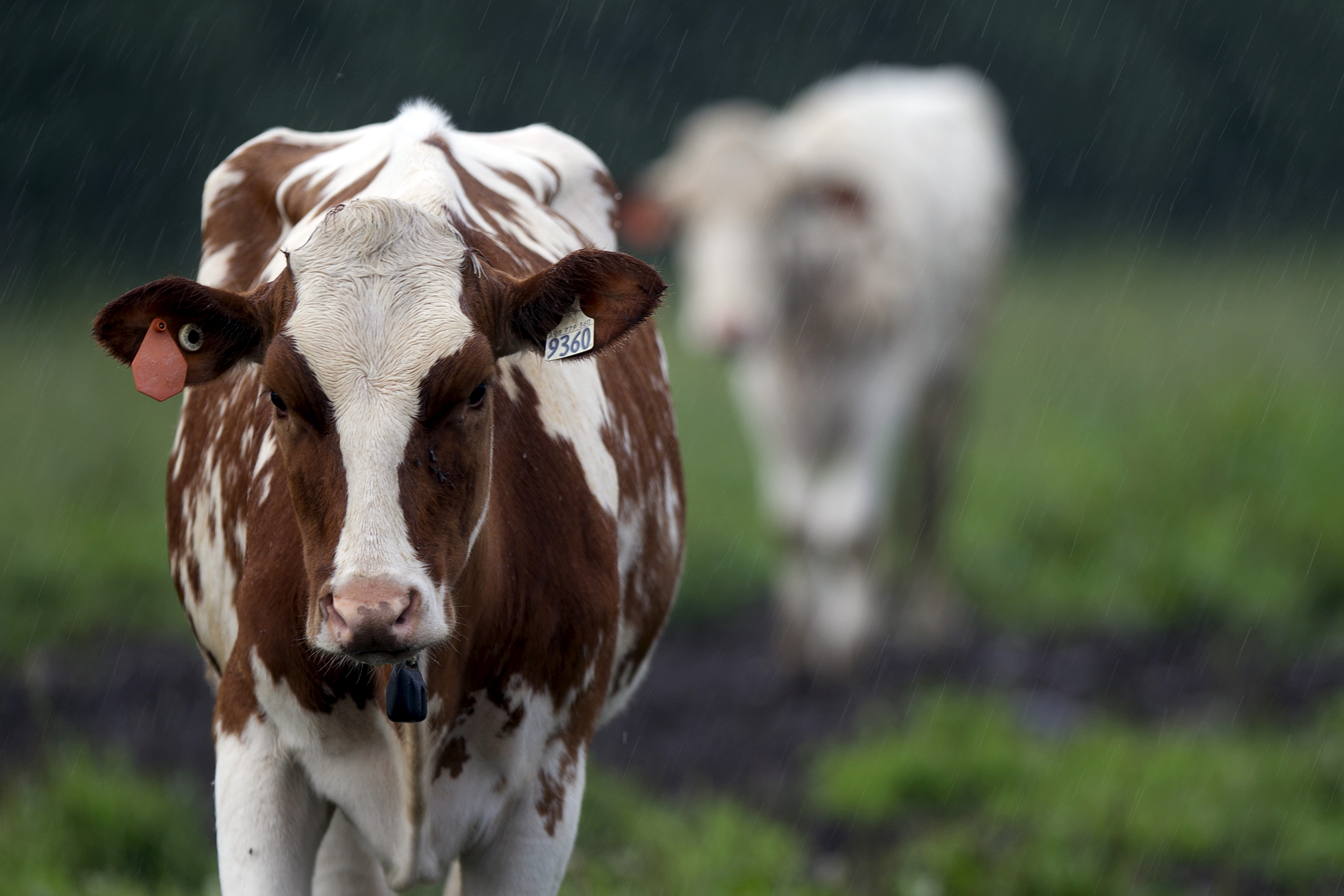 Dairy cows graze in a field outside of Montreal, Quebec, Canada