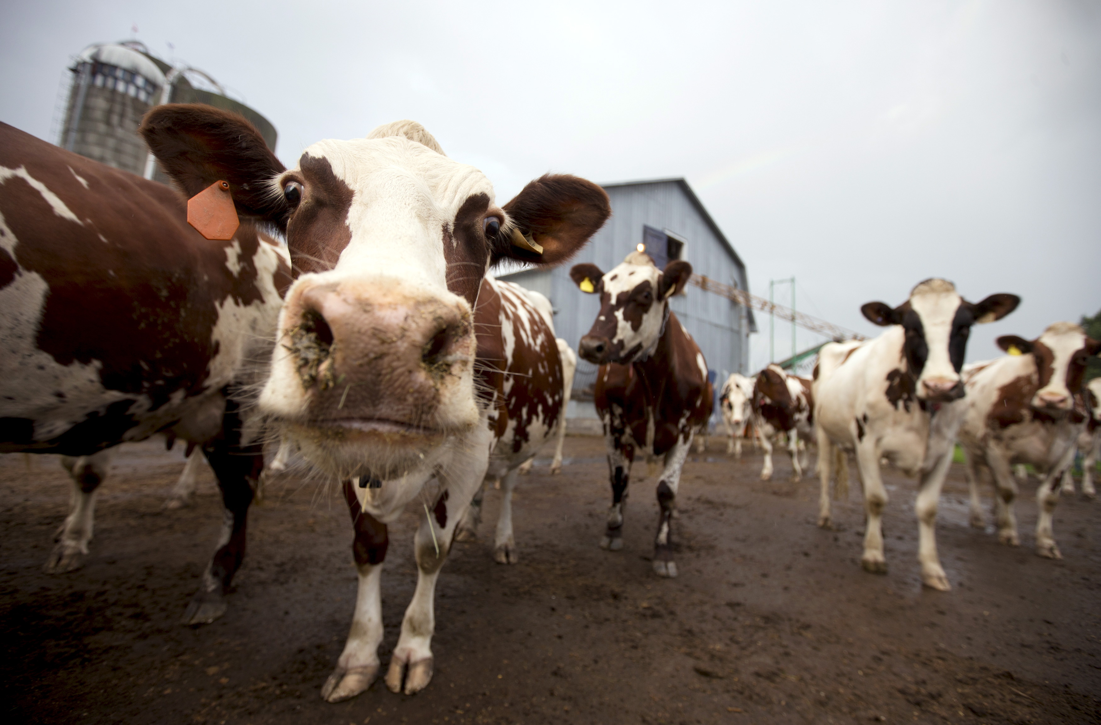 Dairy cows leave a barn in Quebec, Canada