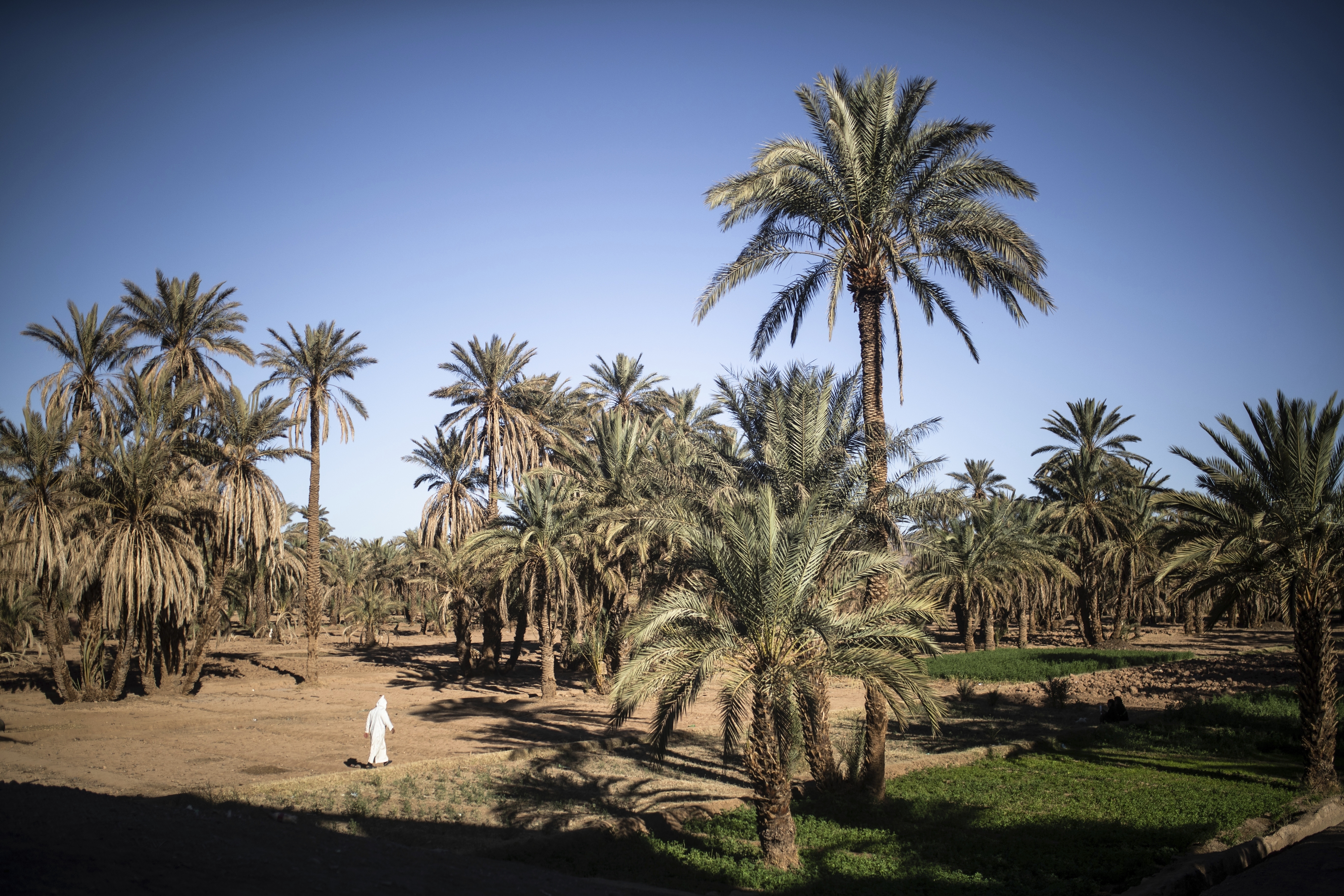 A man walks next to agricultural lands