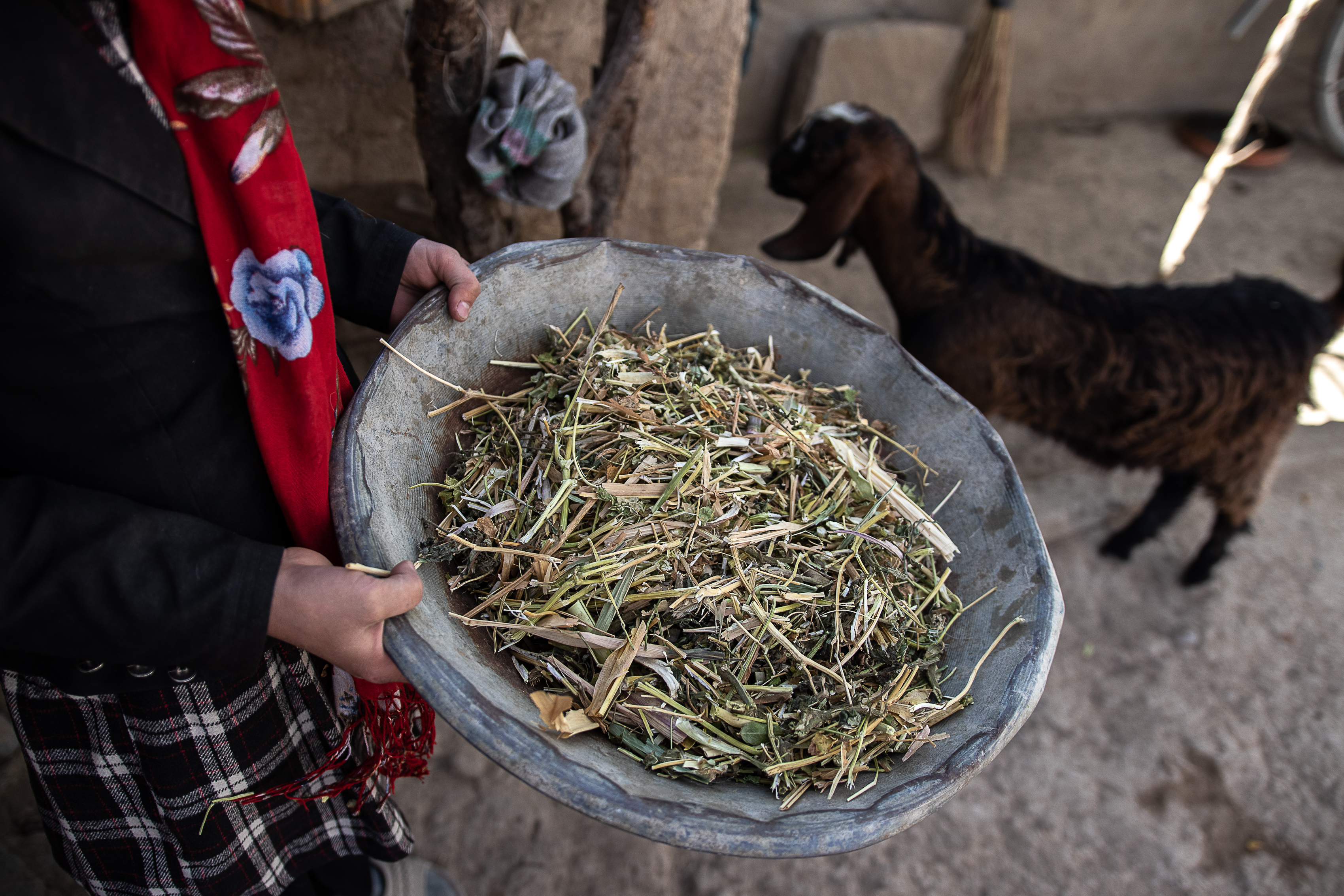 Afghan girls banned from school