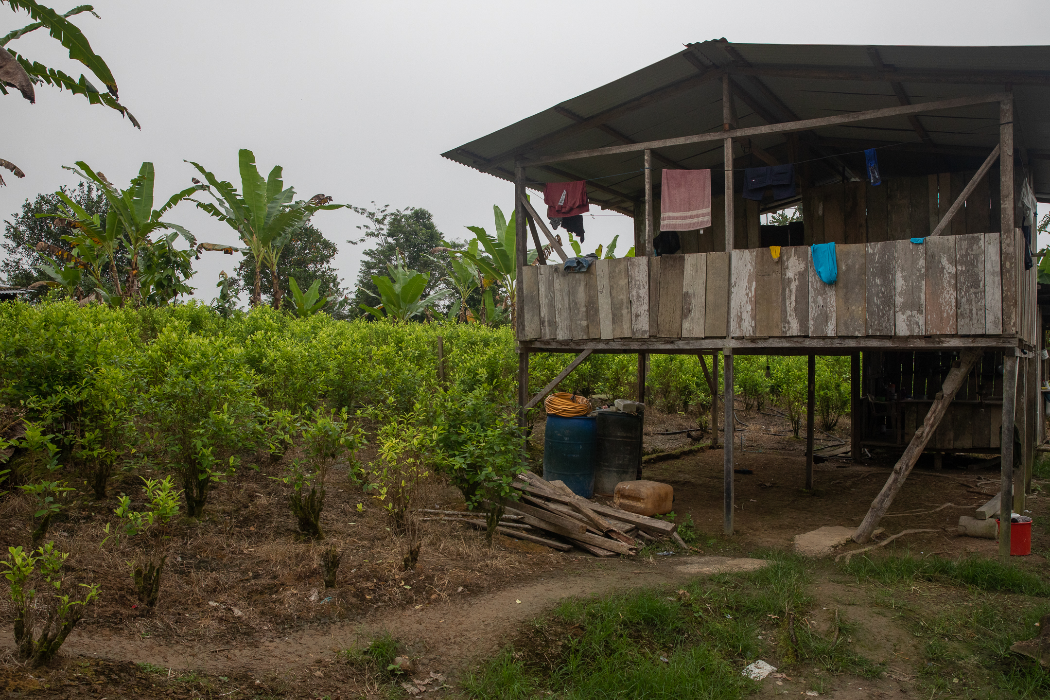 A wooden house on stilts stands next to a coca field in Colombia.