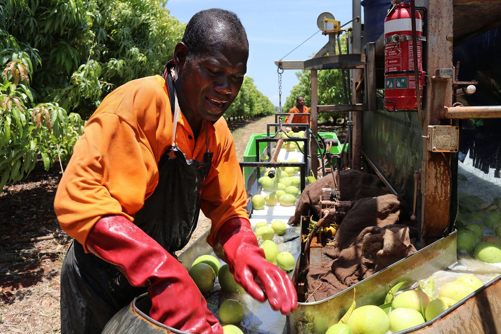 A worker with long rubber gloves handles produce outside.
