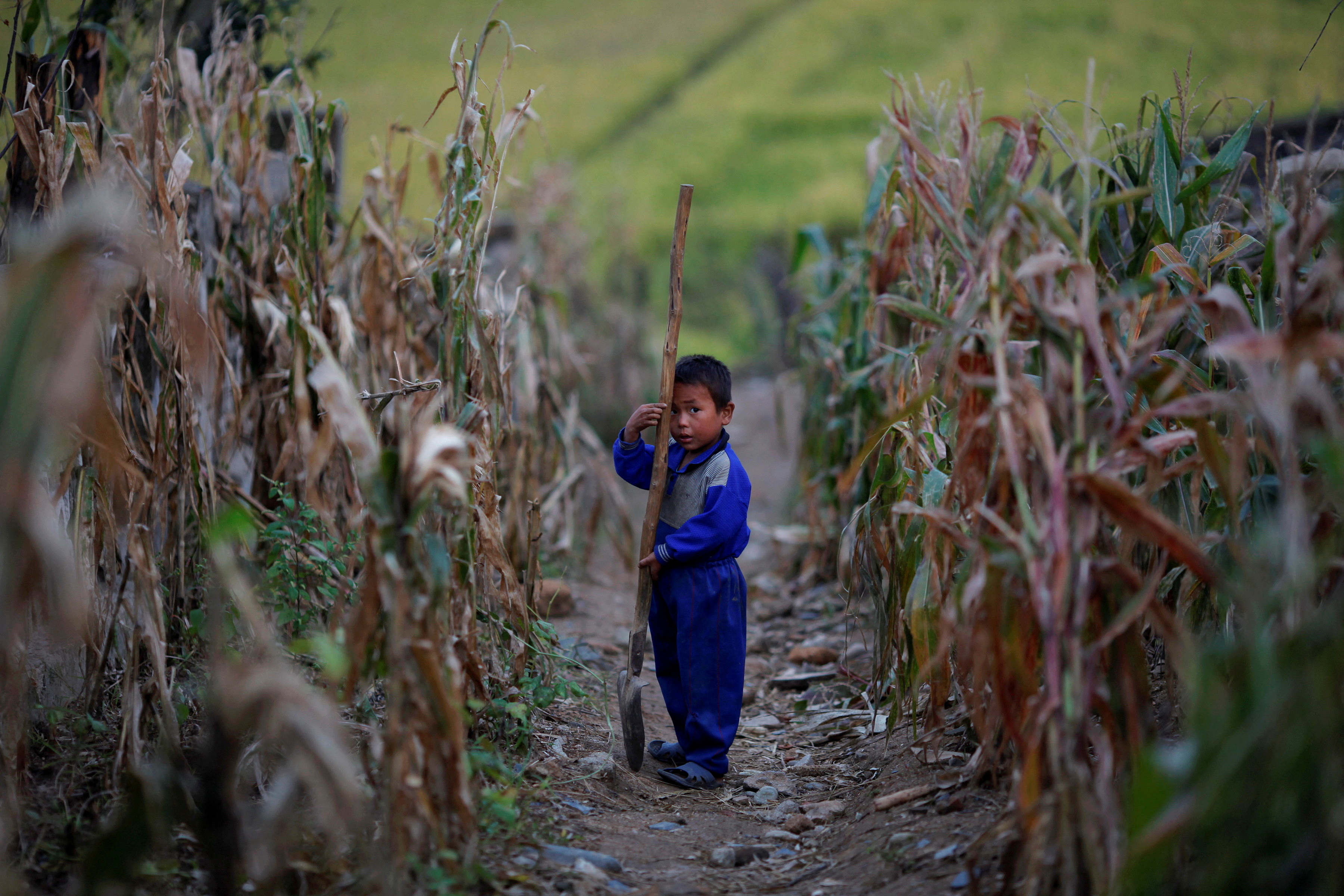 A North Korean boy holds a spade in a corn field in area damaged by floods and typhoons in the Soksa-Ri collective farm in the South Hwanghae province September 29, 2011.