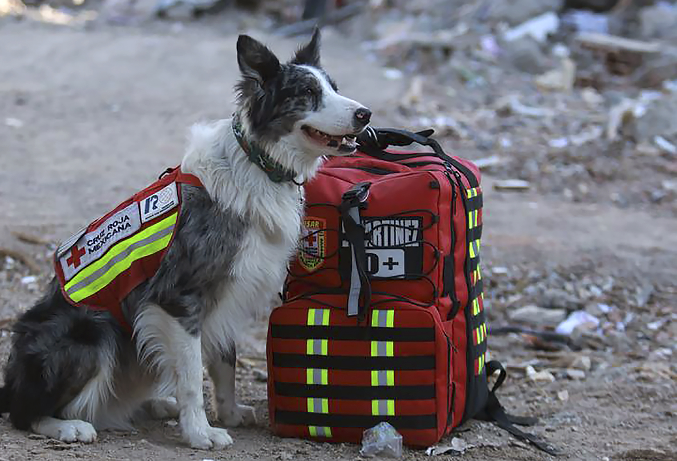 picture showing quake rescue dog "Balam"