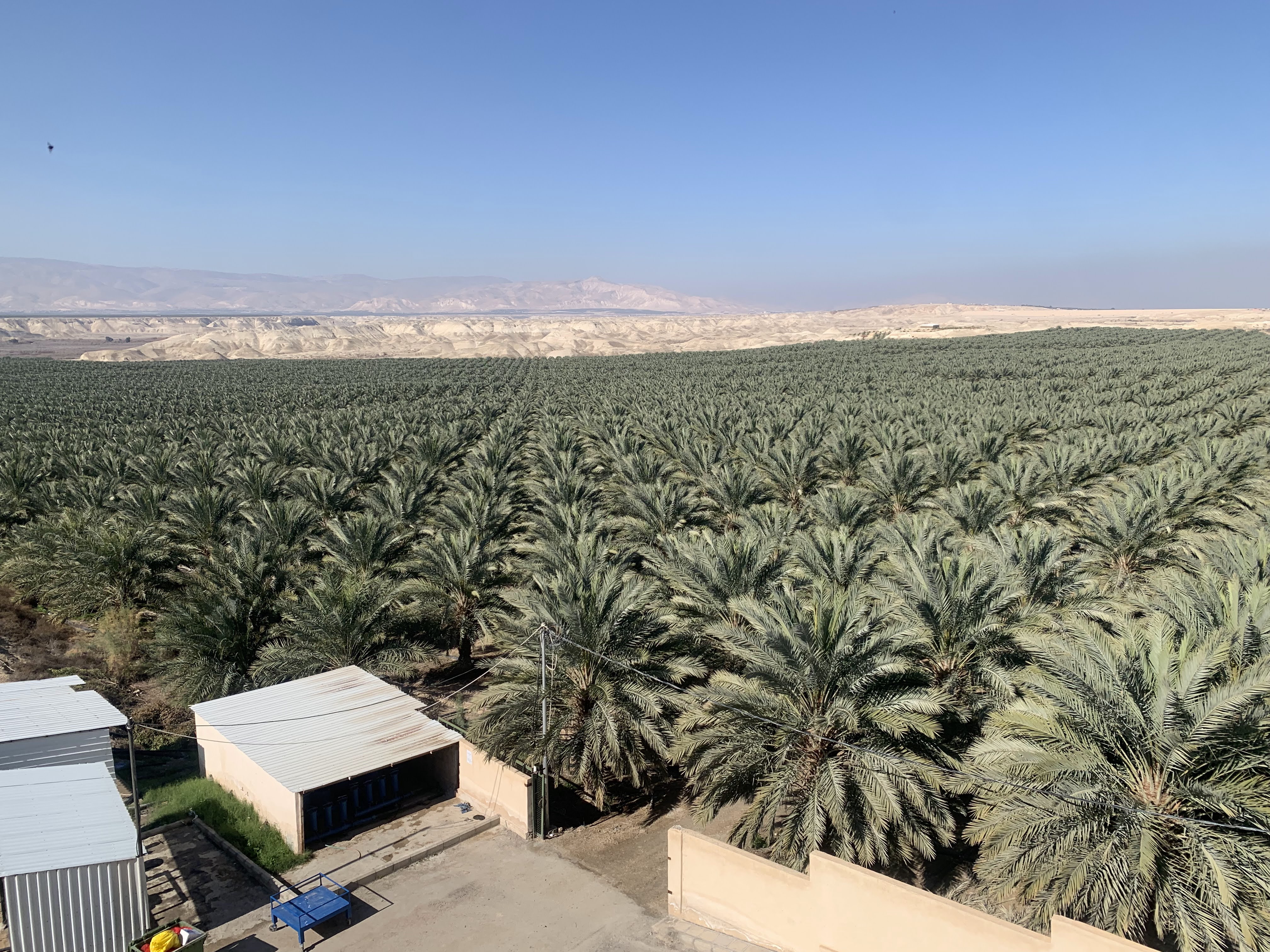 Long view of a date farm