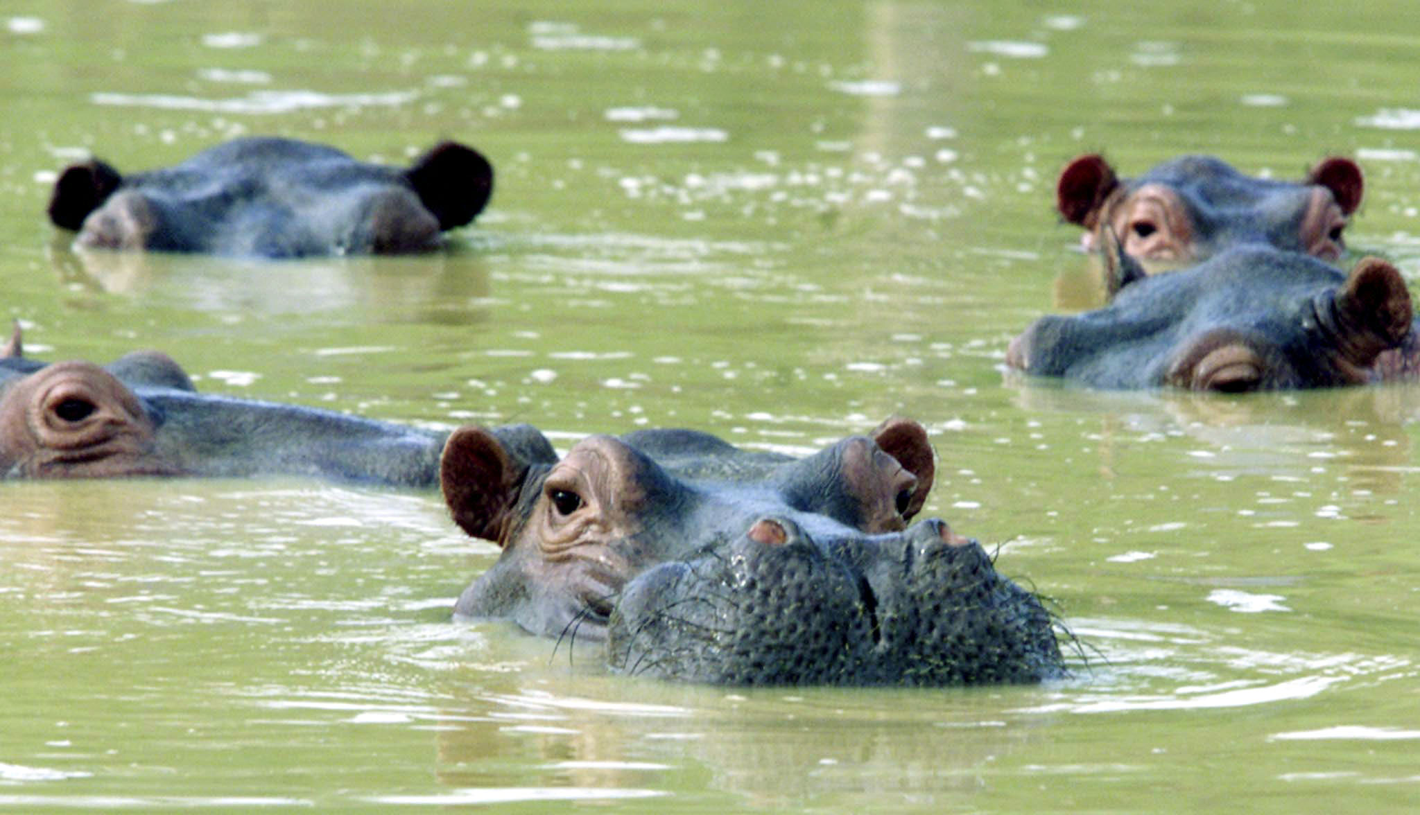 - A herd of hippopotamuses swim in a muddy lake at the abandoned country home of former [drug kingpin Pablo Escobar] in central Colombia in Puerto Triunfo.