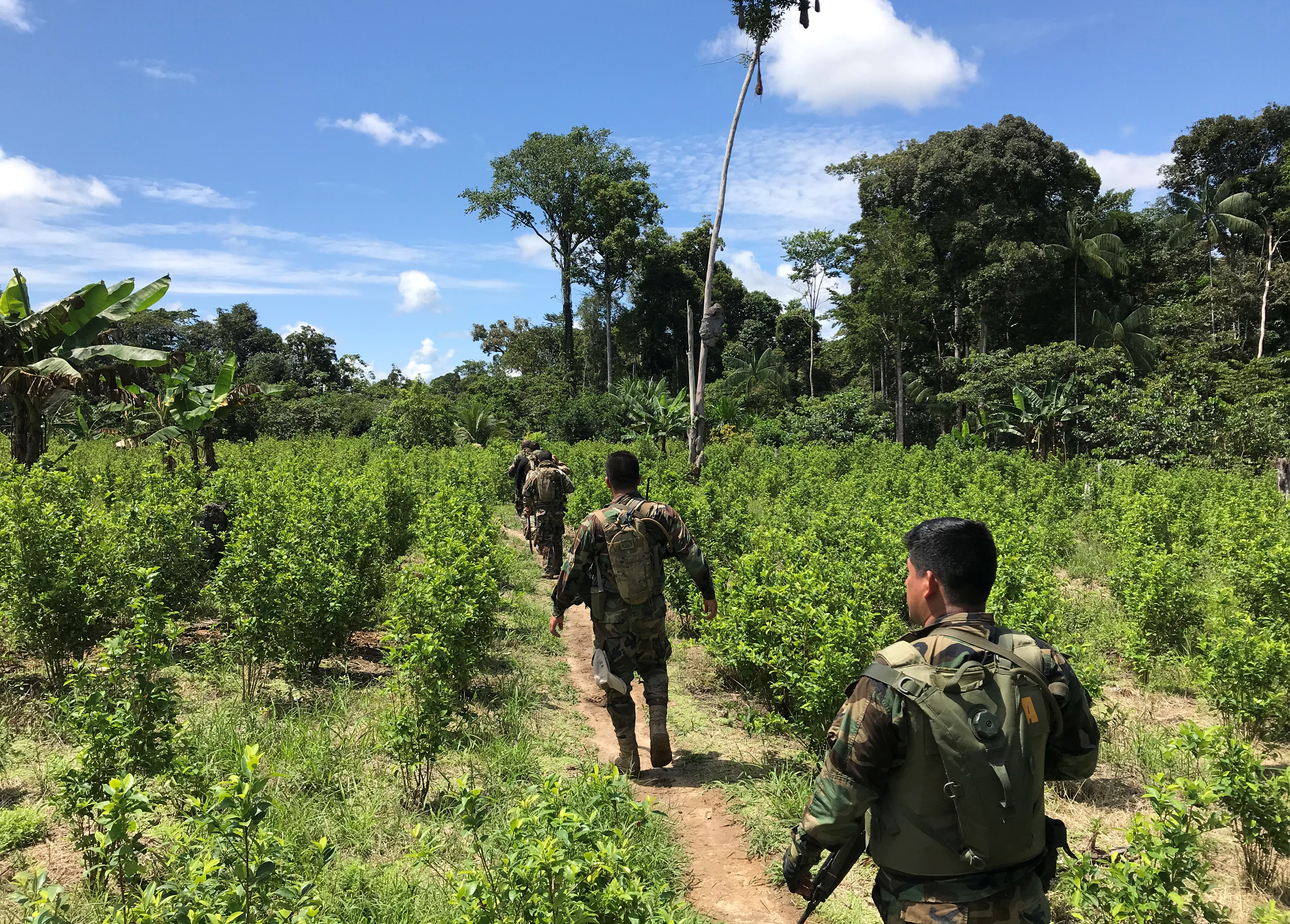 Peruvian anti-narcotics police officers walk through a coca farm