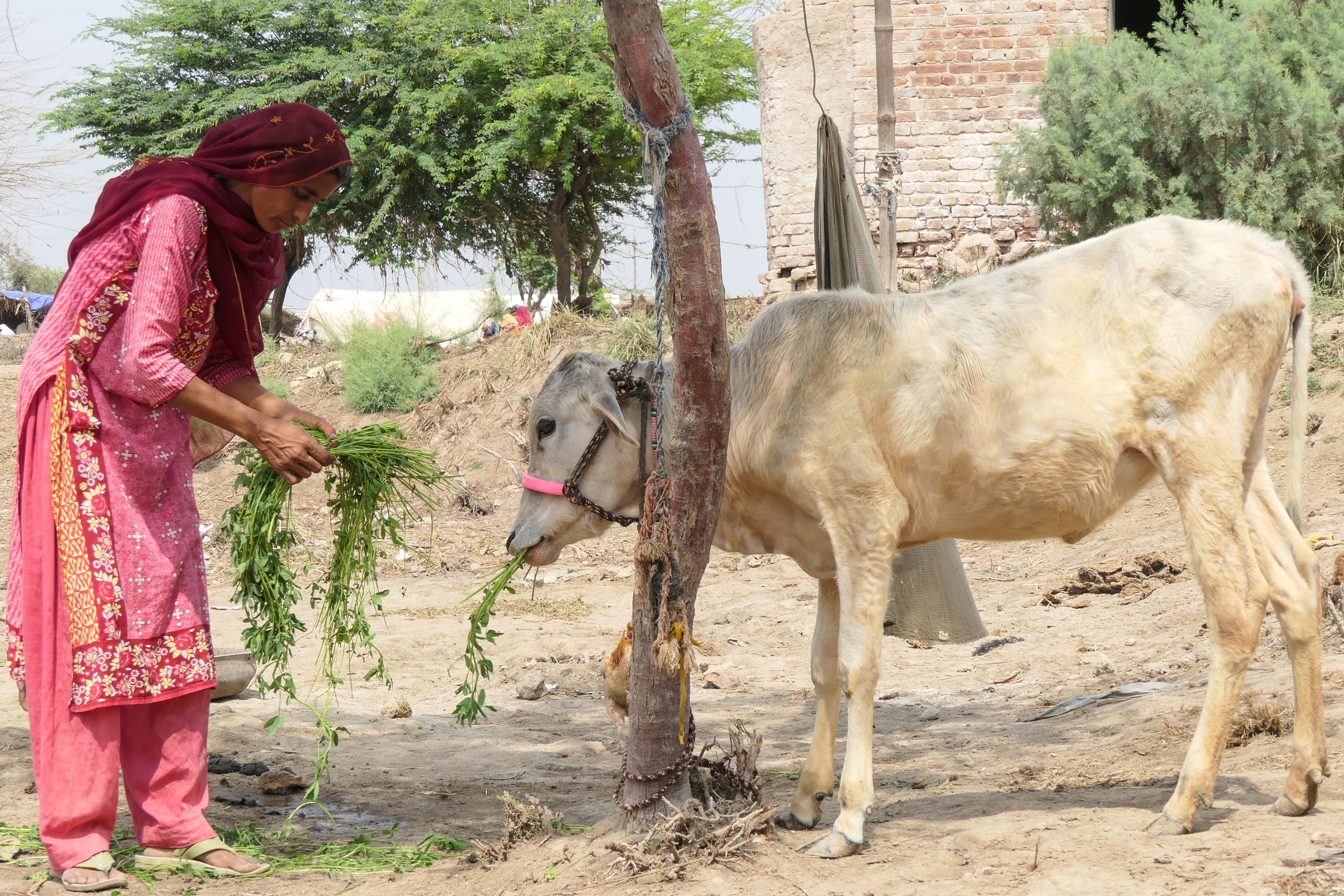 Azra Ameer with her cattle outside her tent