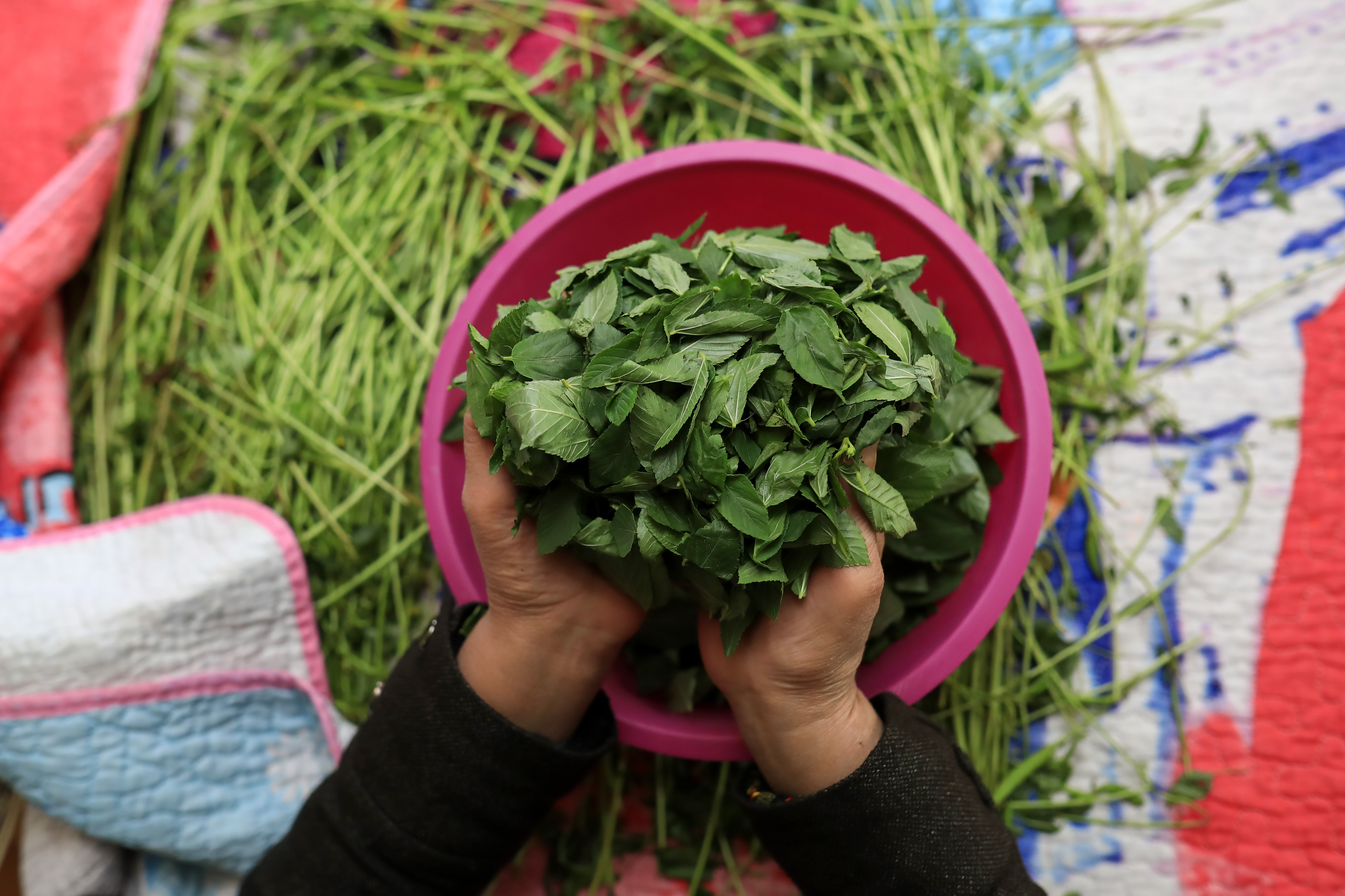 The jute mallow plant molokia is made from