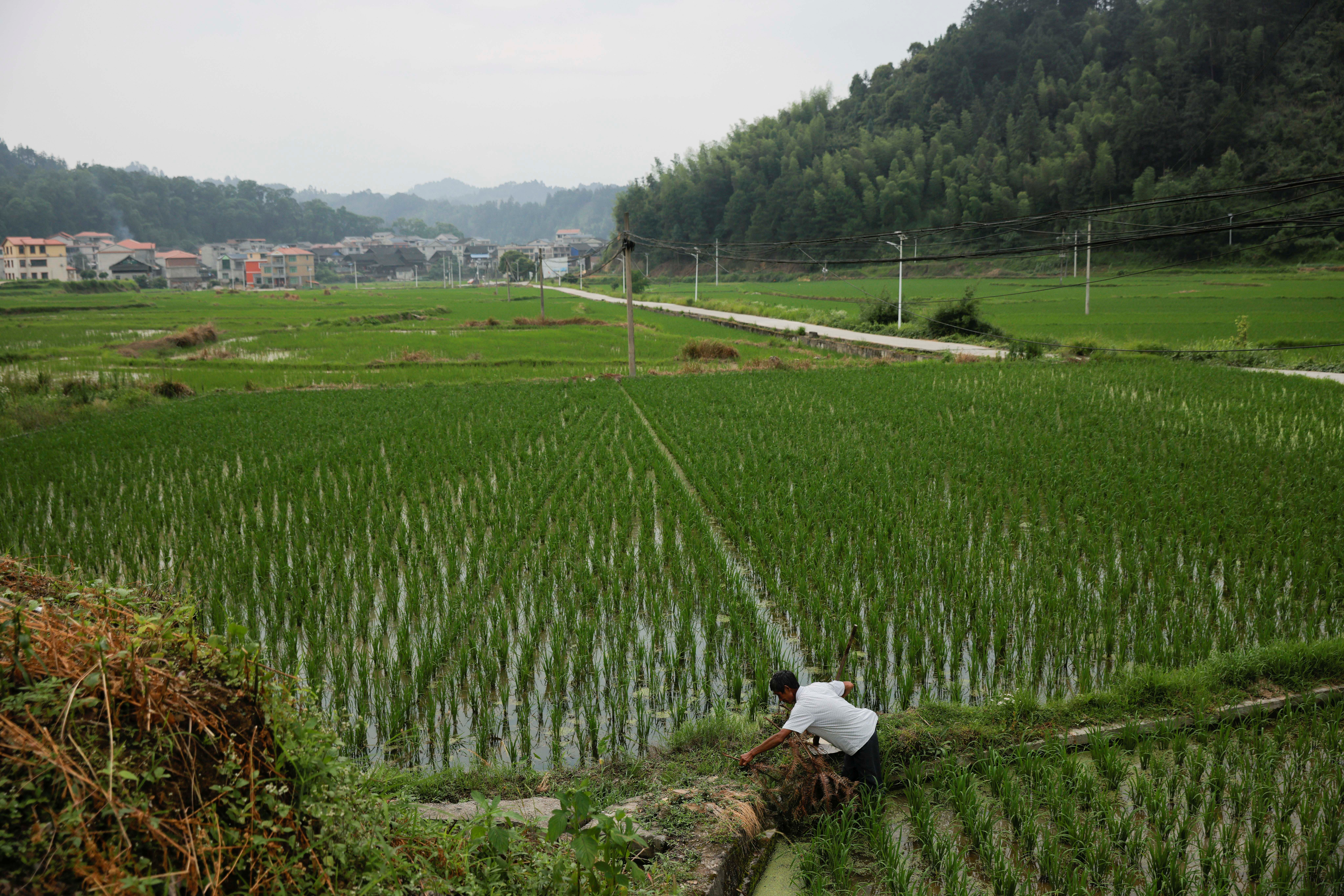 Guizhou