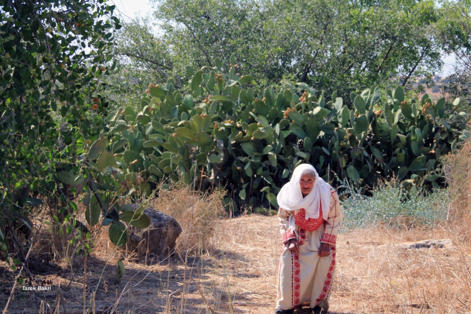 INTERACTIVE---NAKBA-Cactus-plant-1684126807
