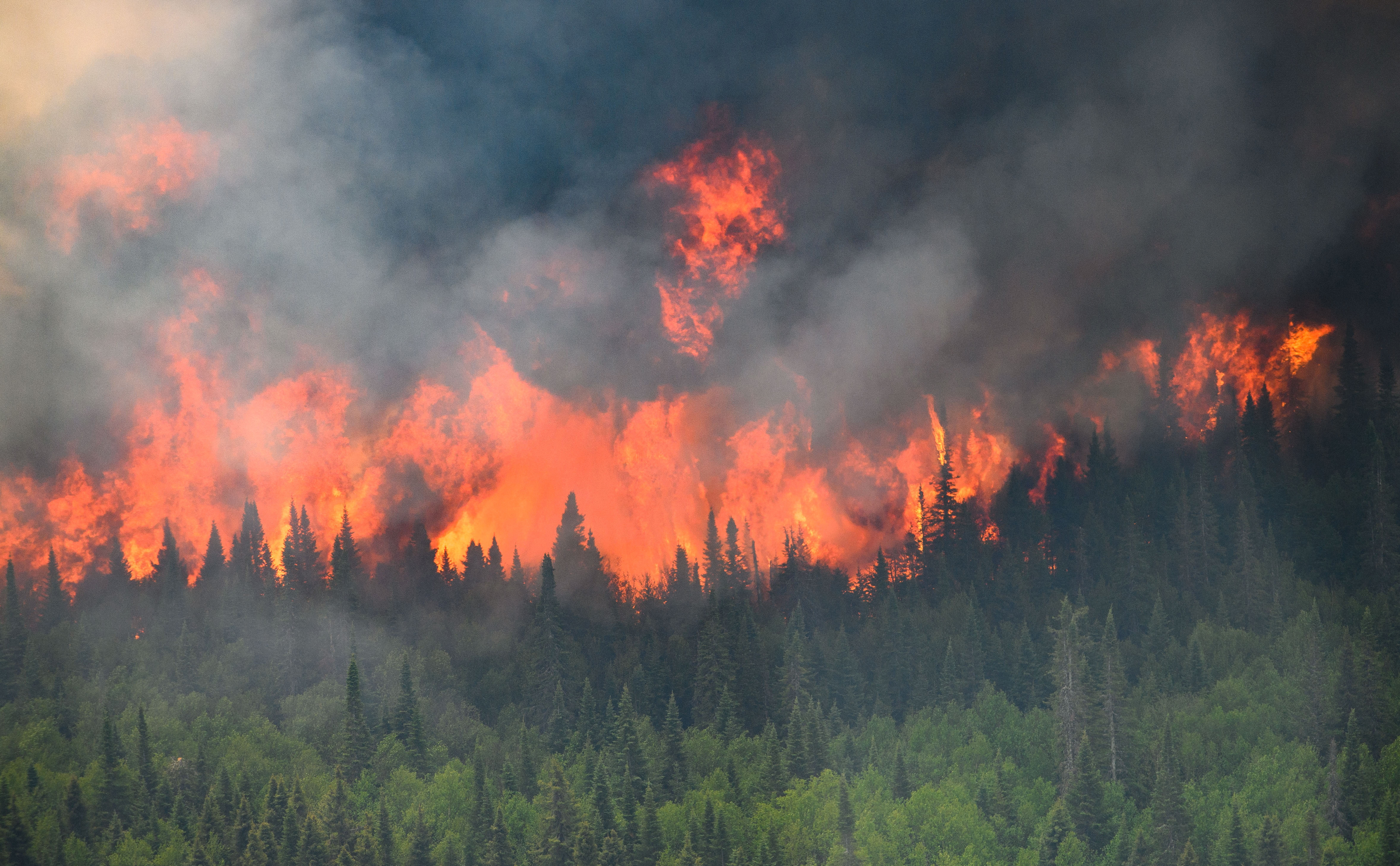 A line of red flame tears through a forest of green conifers.