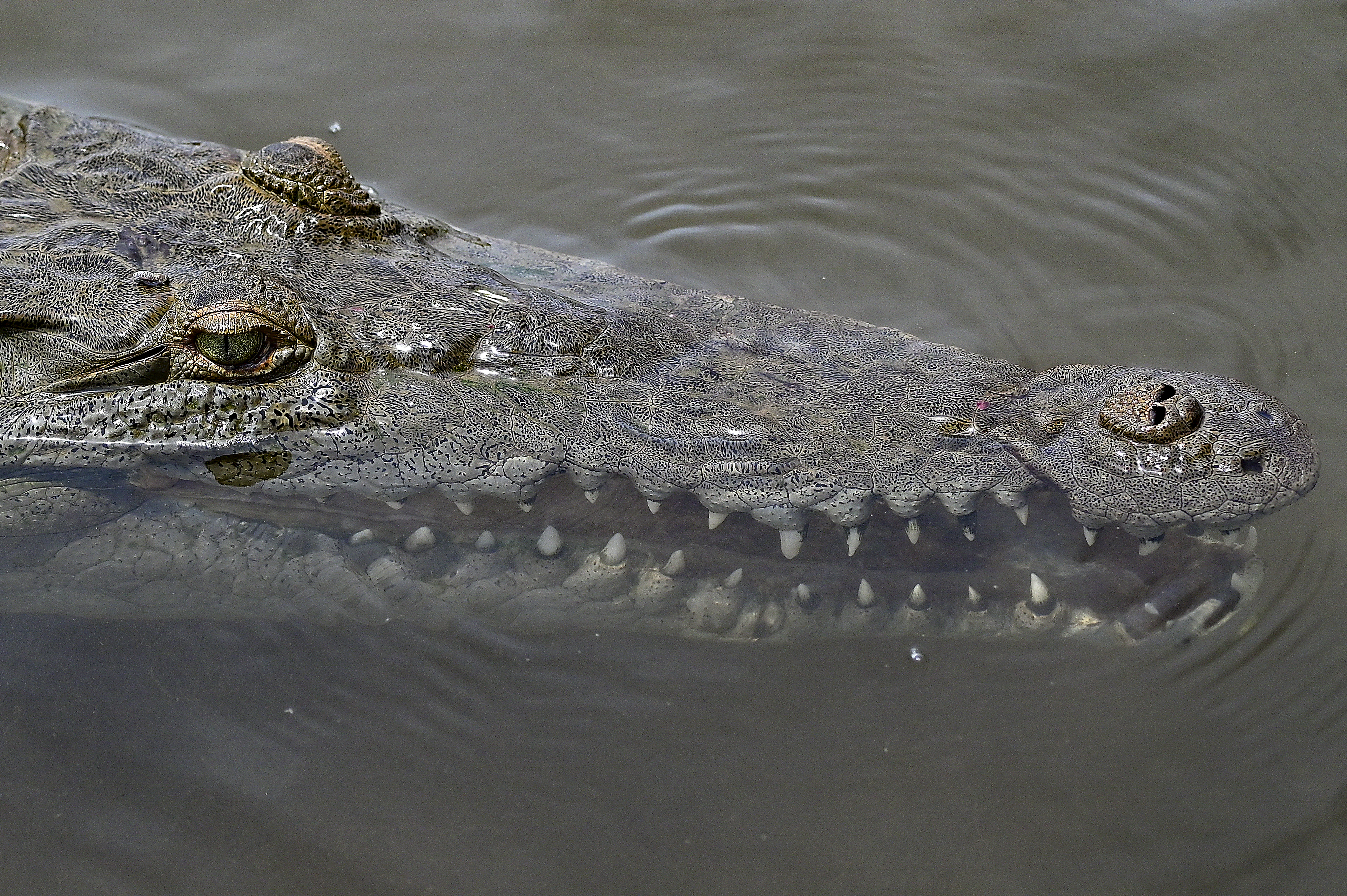 An American crocodile in Tarcoles, Costa Rica
