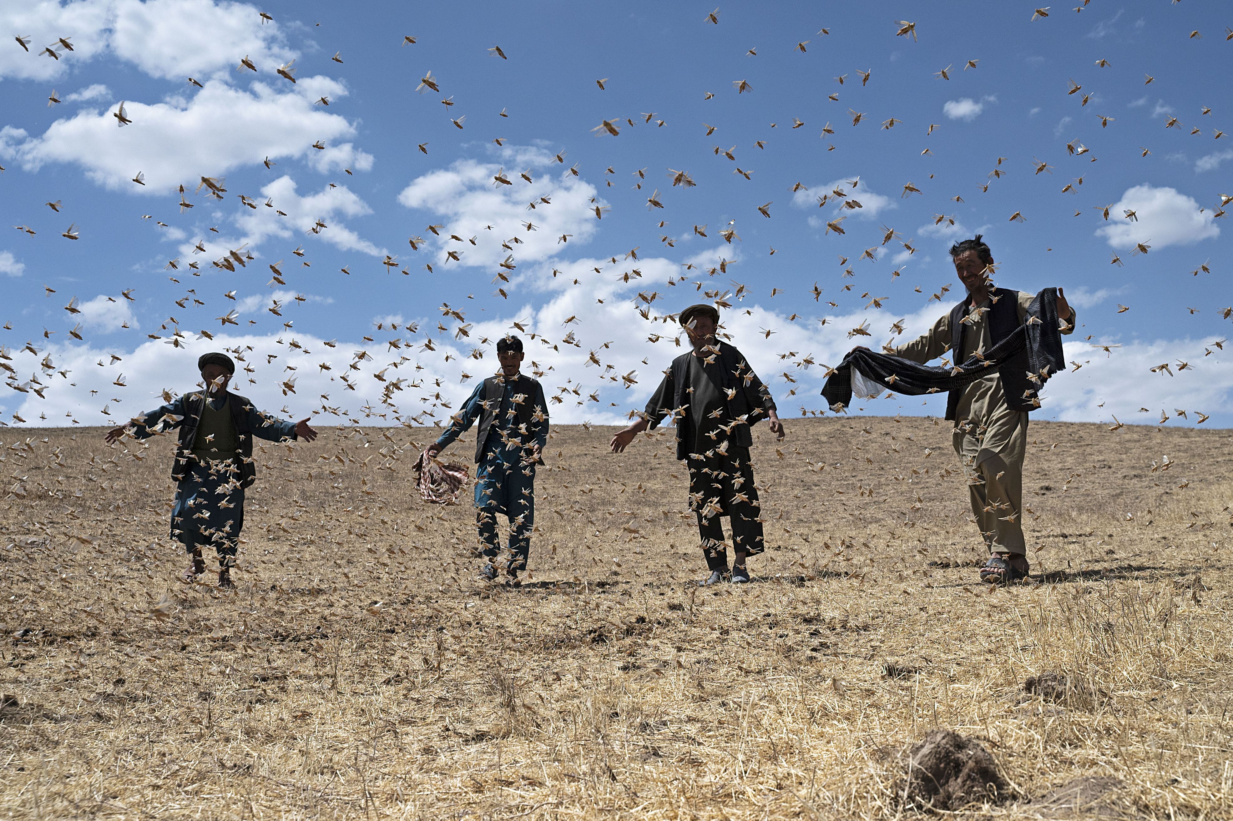 Locusts feed on grassland