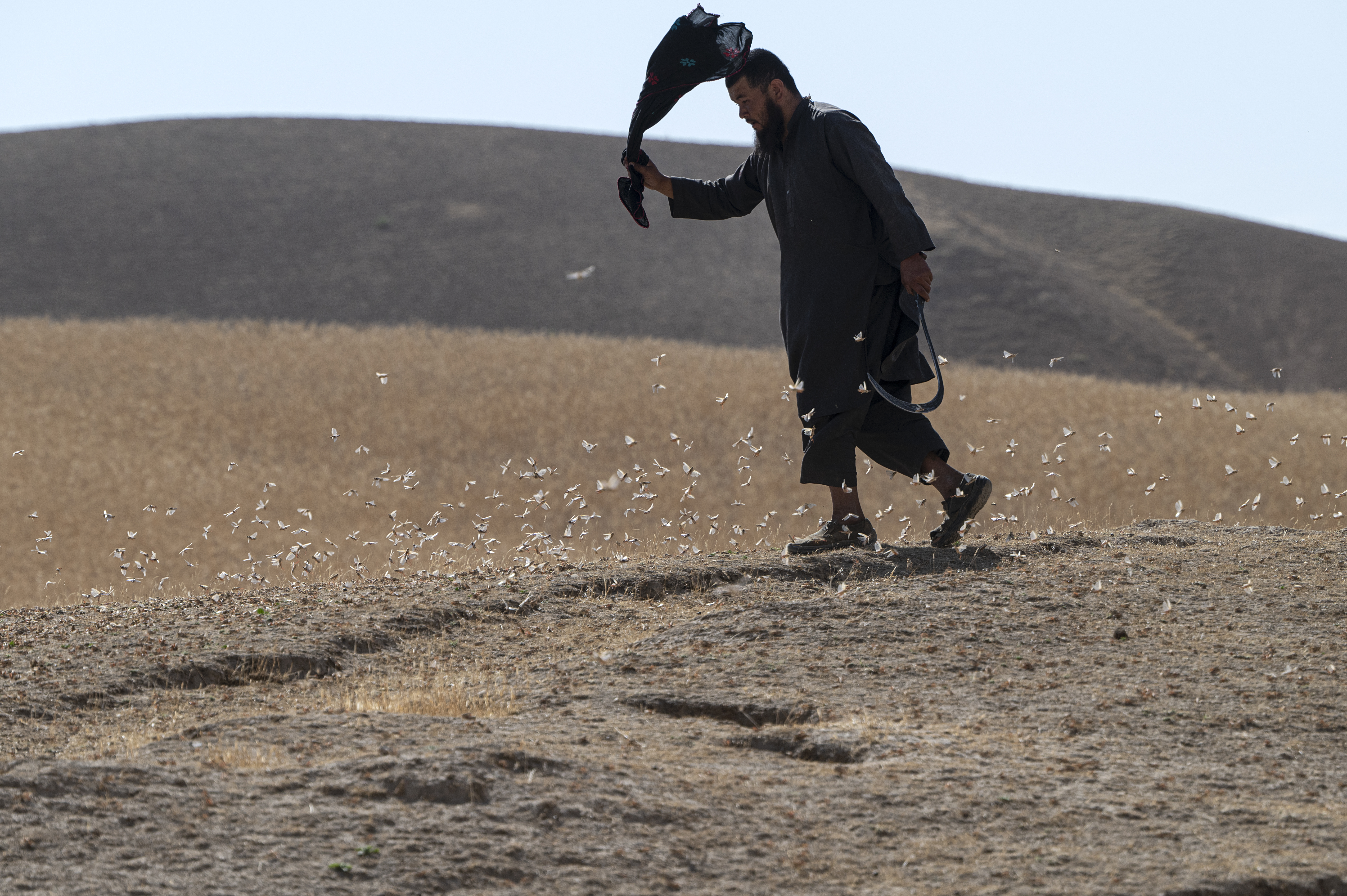 Locusts feed on grassland