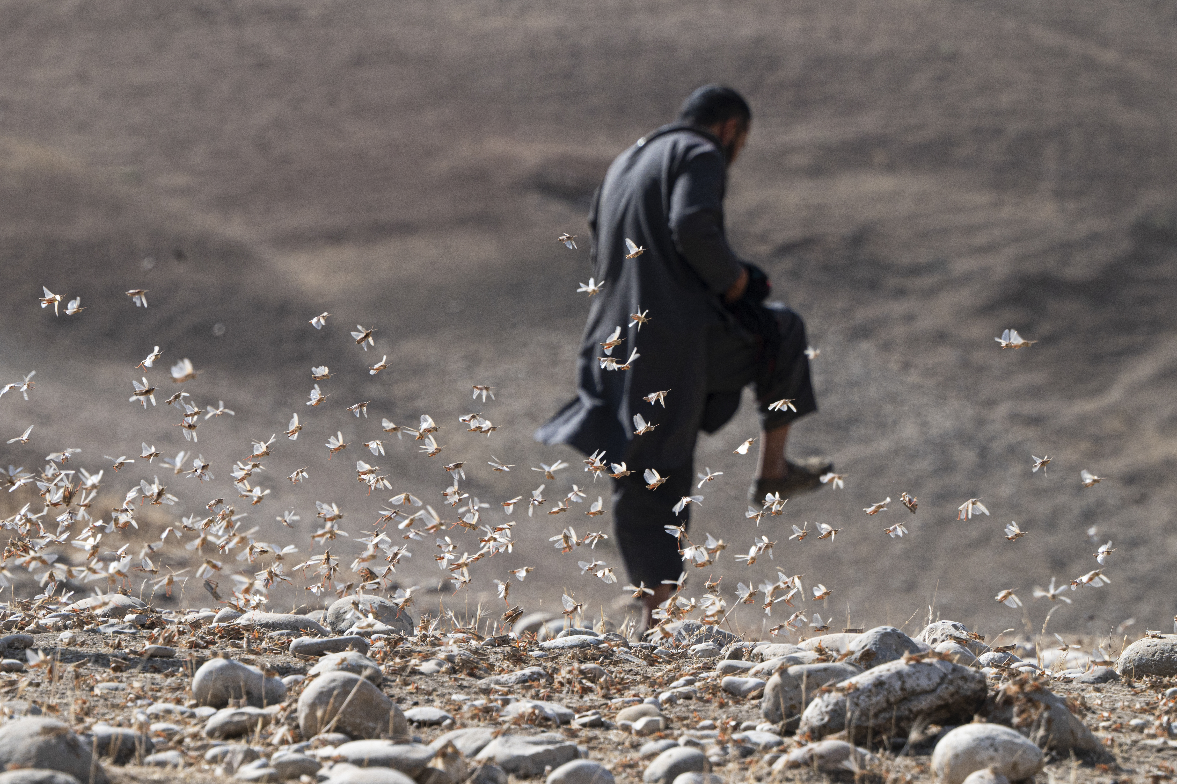 Locusts feed on grassland