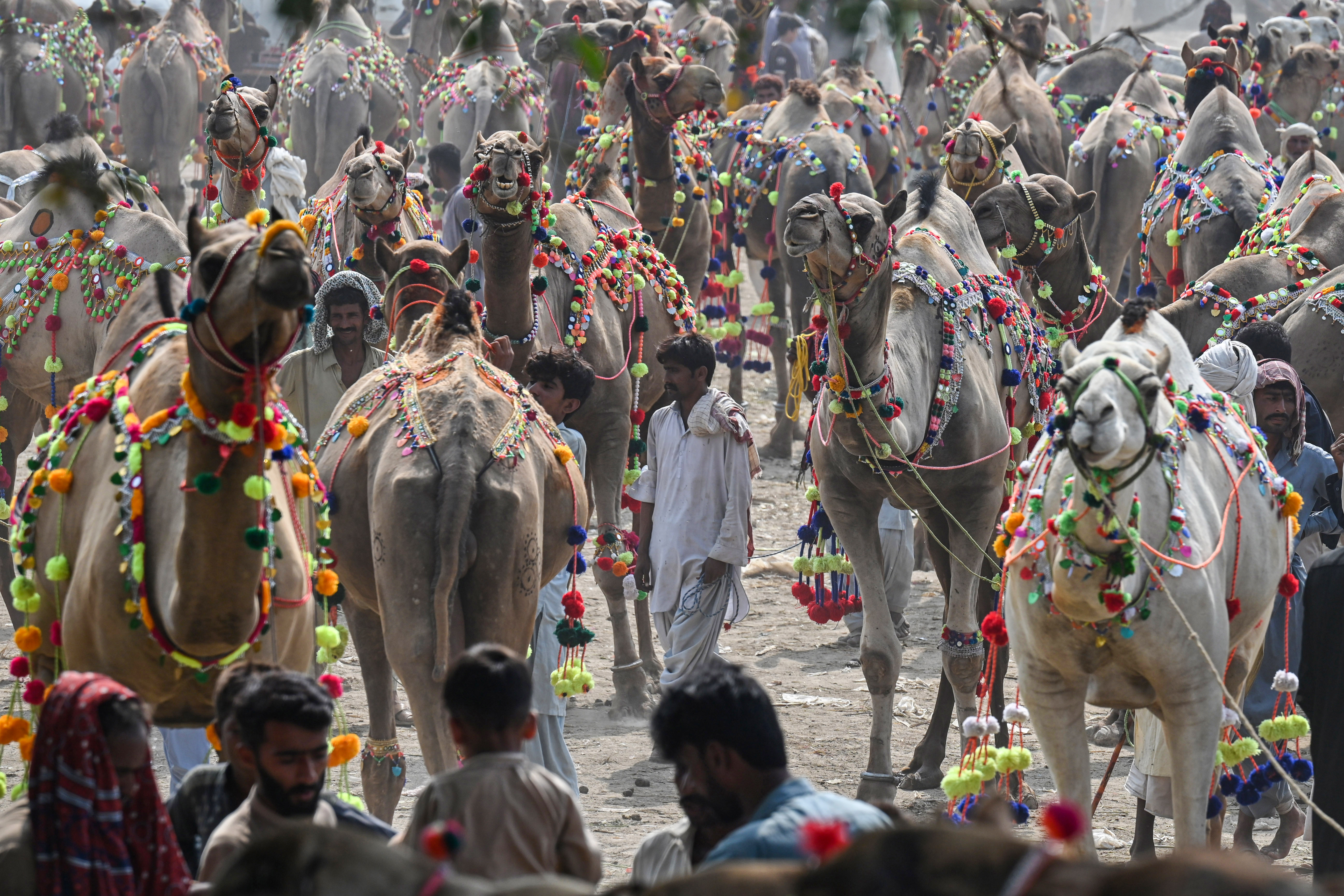 Pakistan Eid camels