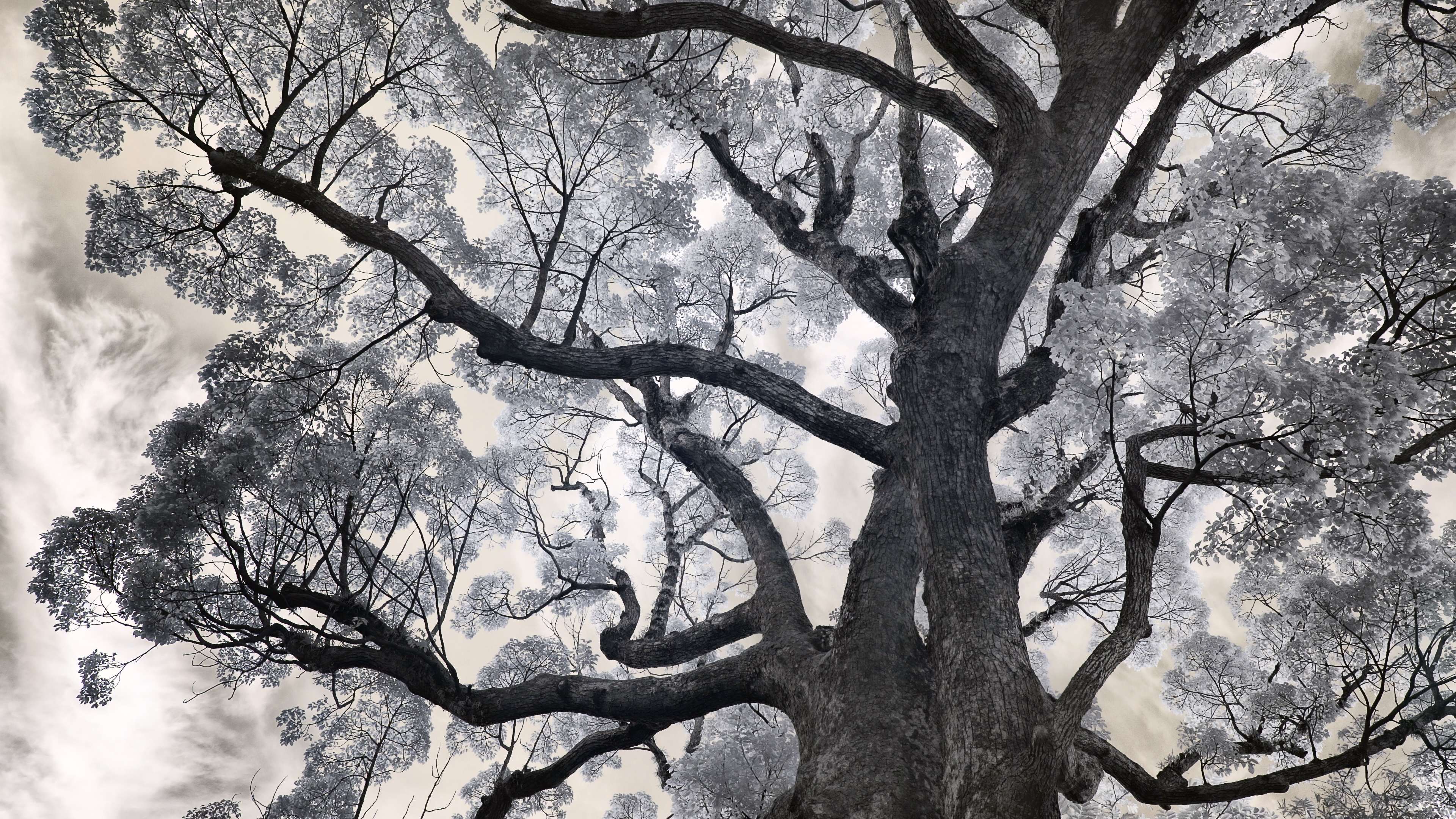 An illustration of a big tree with lots of branches.